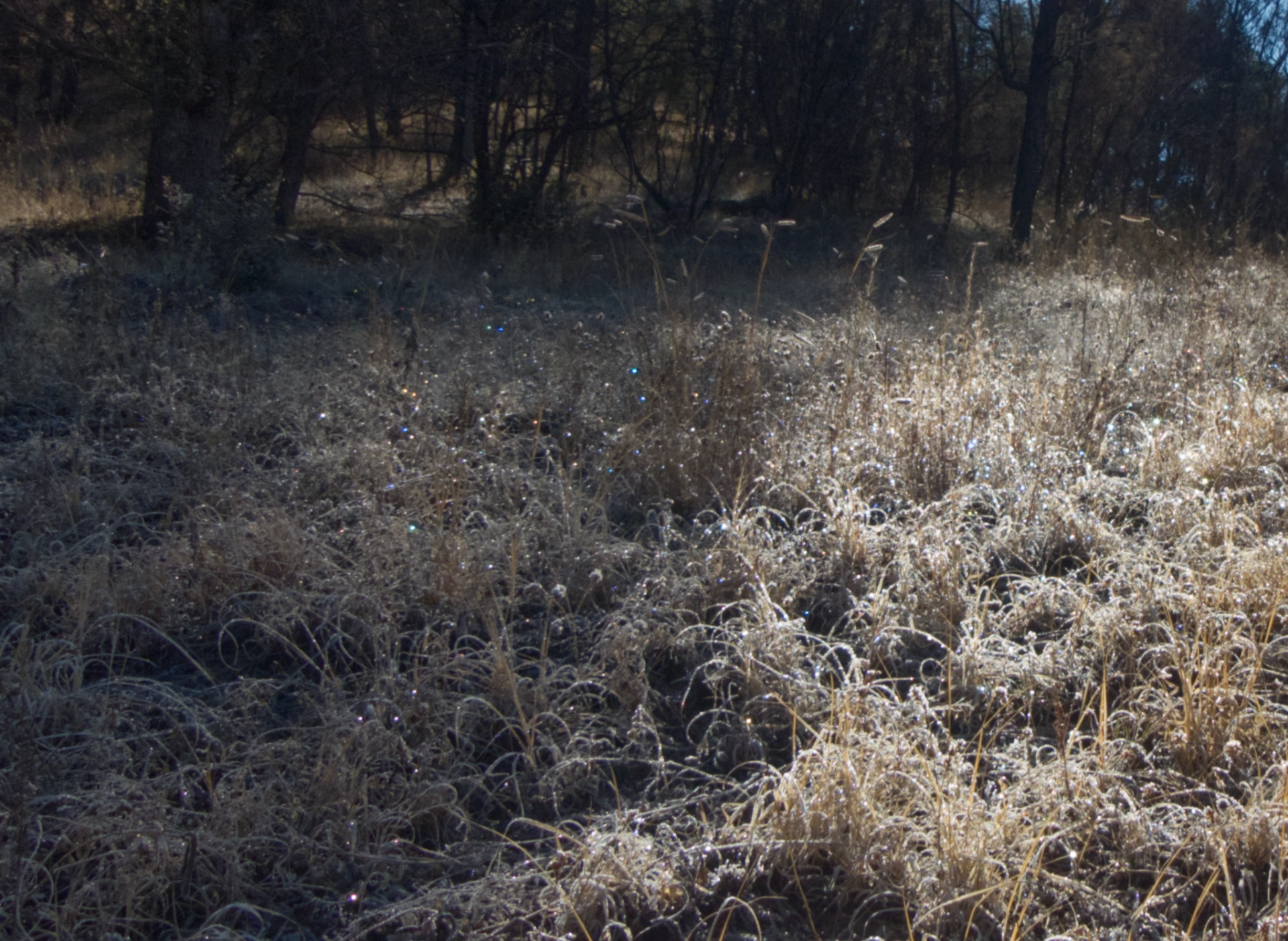 icy grass scintillating in the sun