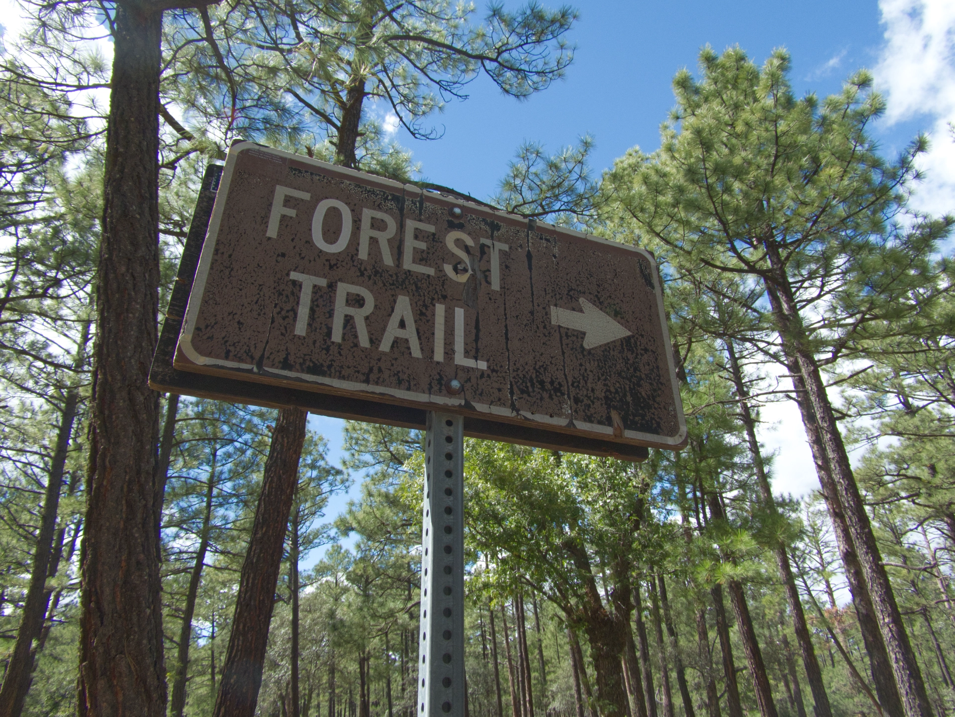 weathered forest trail sign