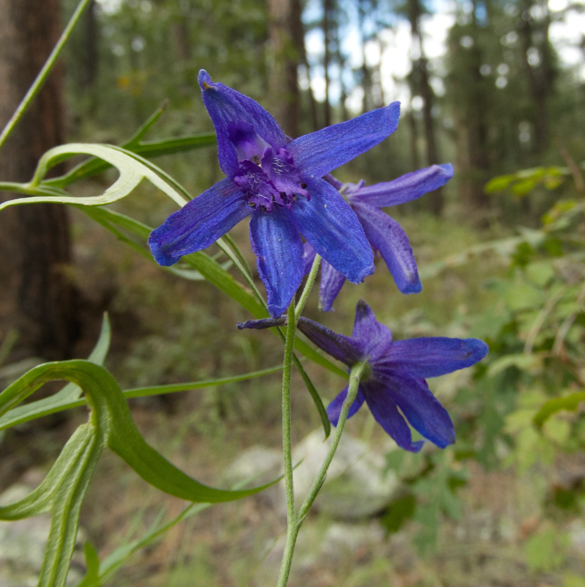 larkspur