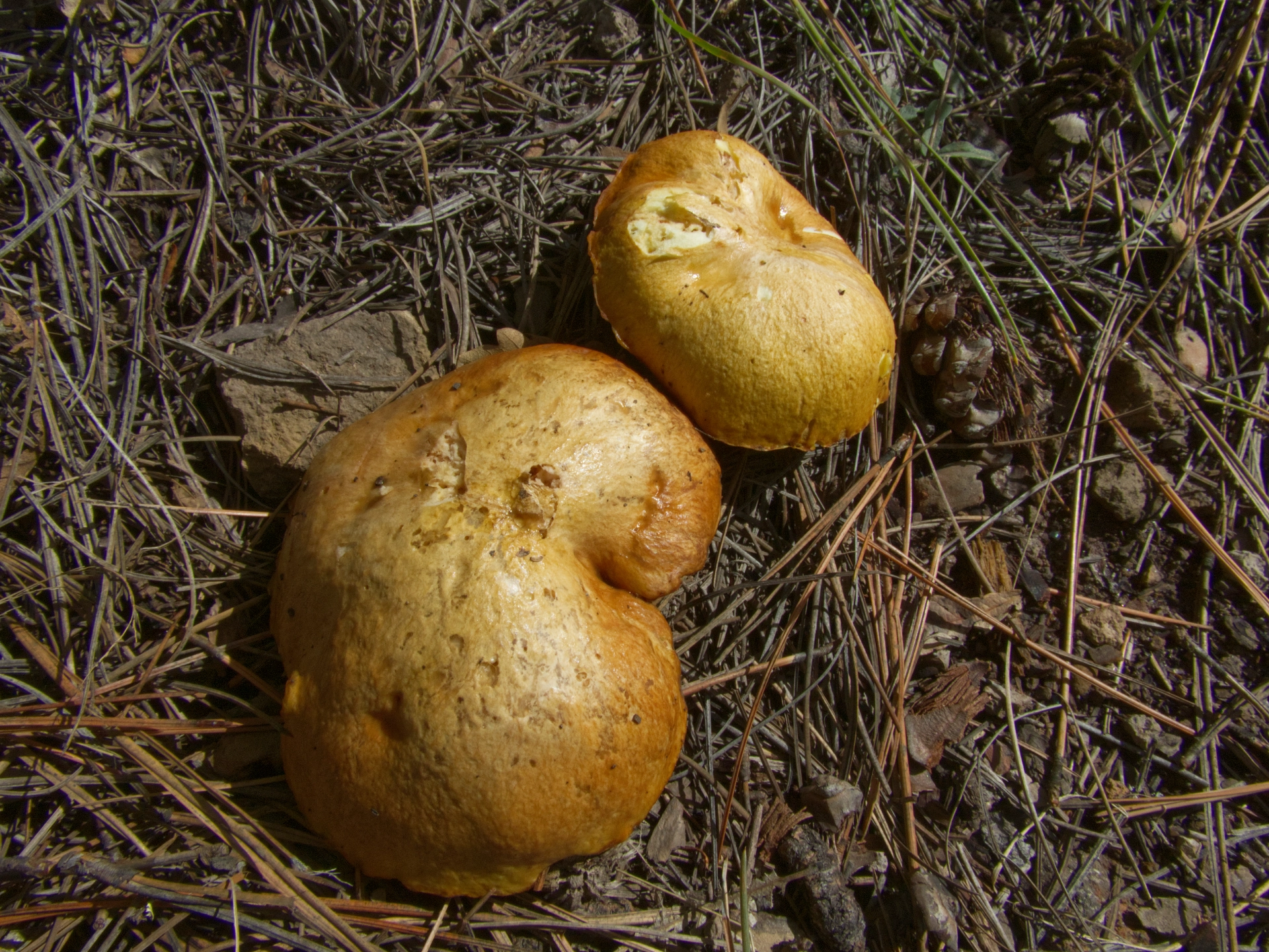 unidentified mushroom looks like a bolete