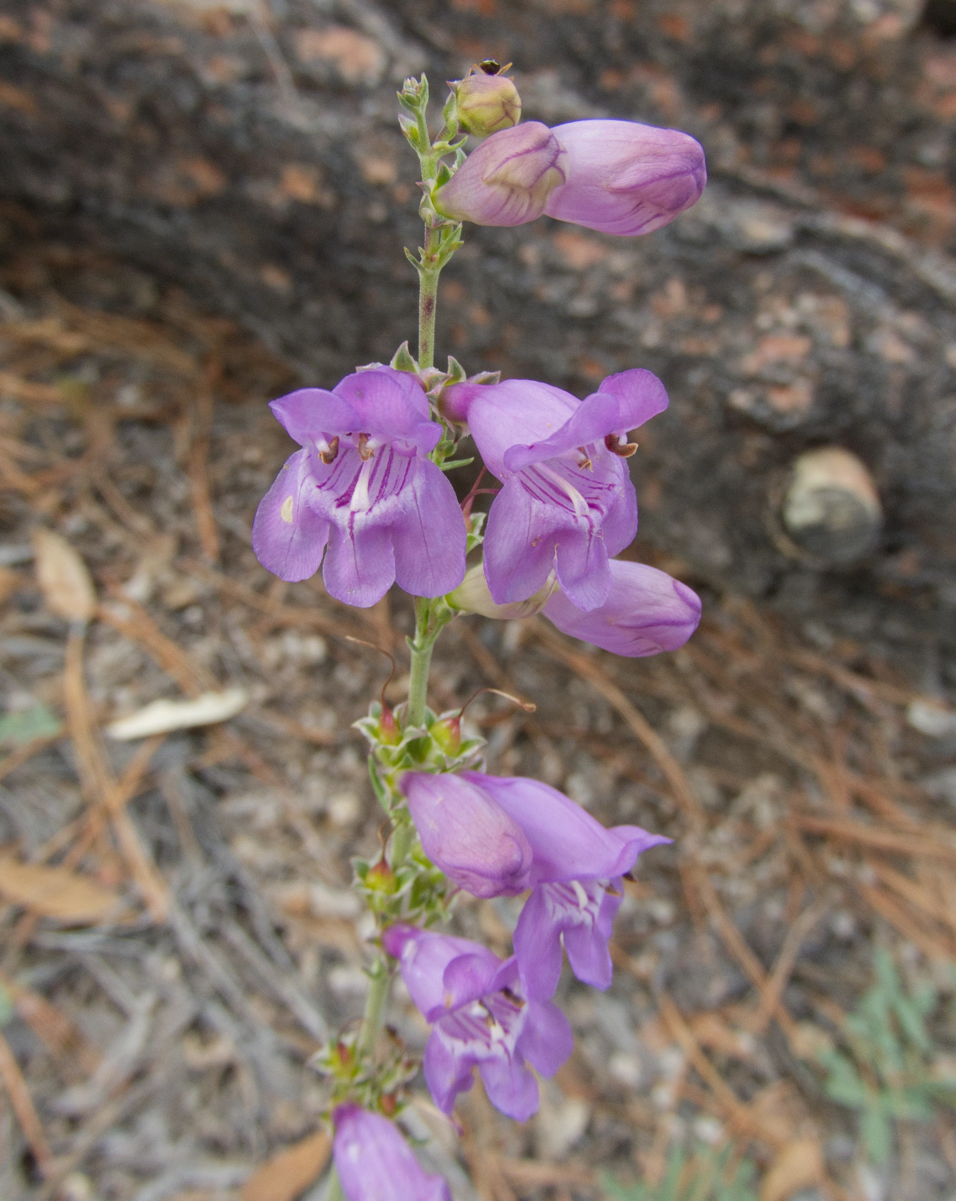 Upright blue beardtongue