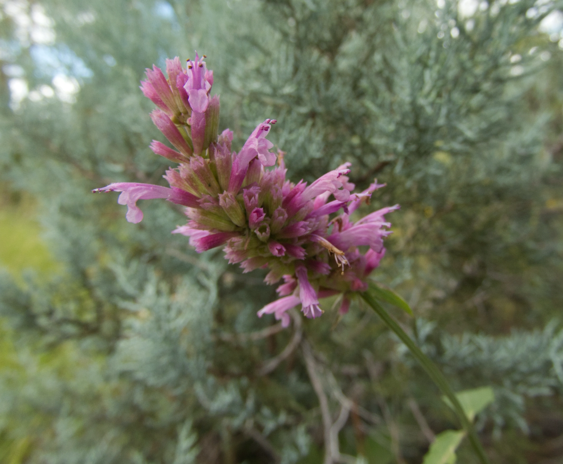 New Mexico giant hyssop