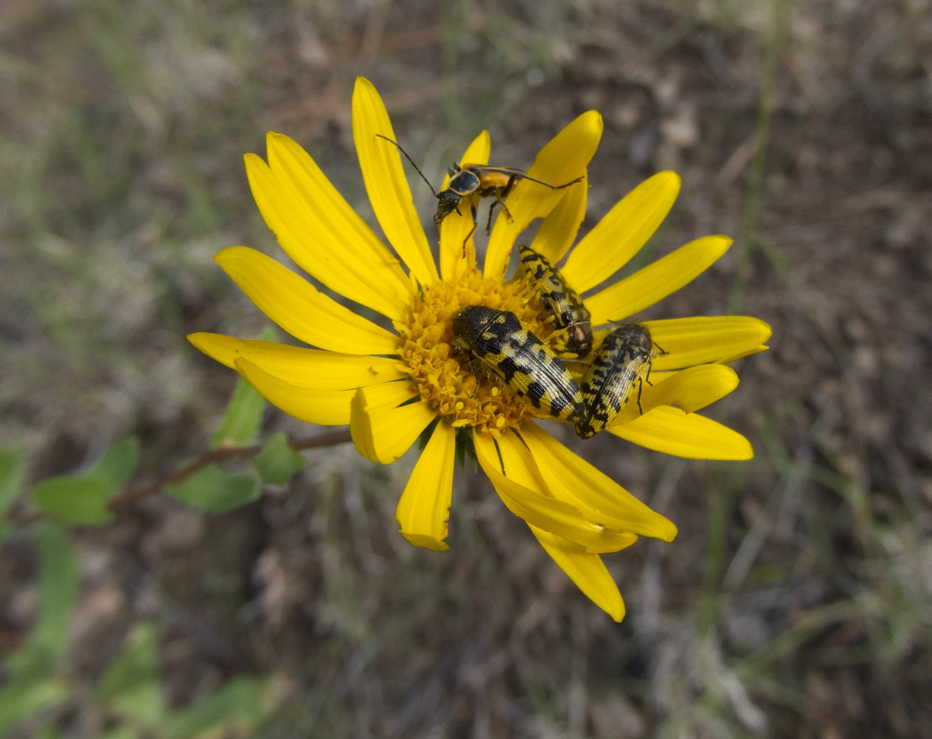 Acmaeodera decipiens on goldeneye