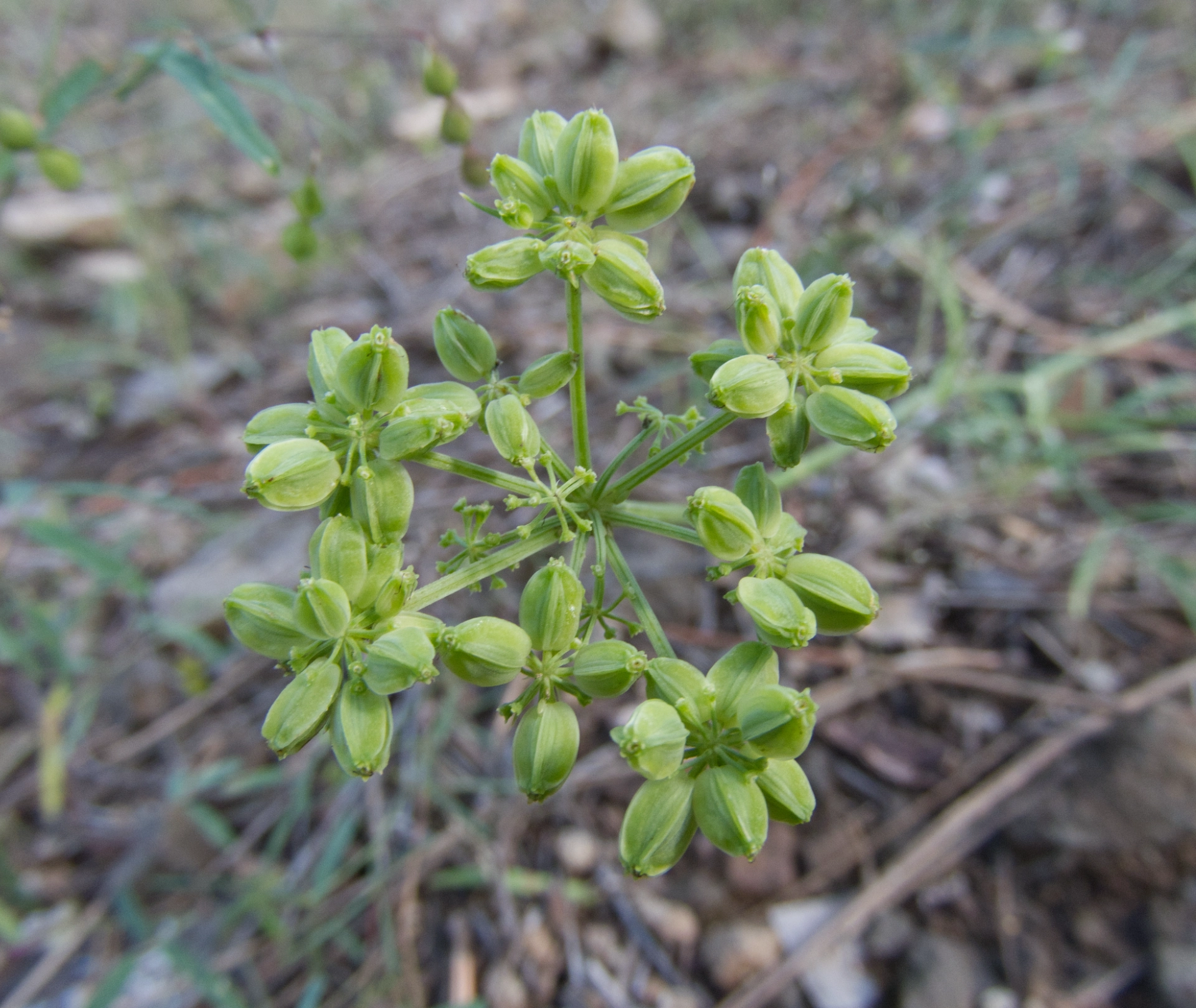 Alpine false springparsley