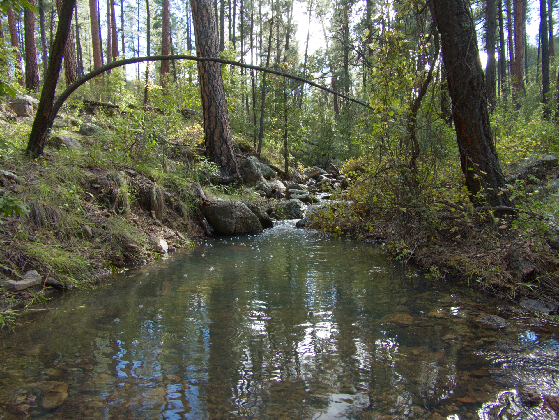 gray green stream wandering through a lush forest