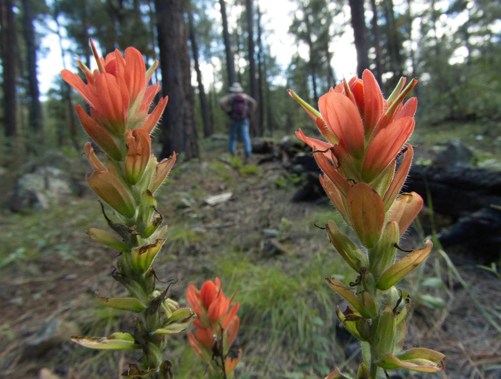 Paintbrush