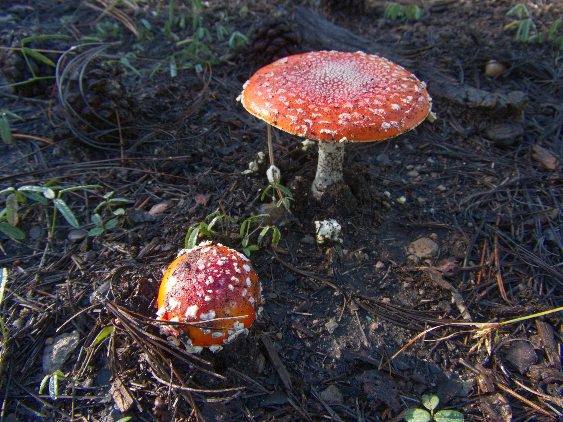Amonita muscaria top view