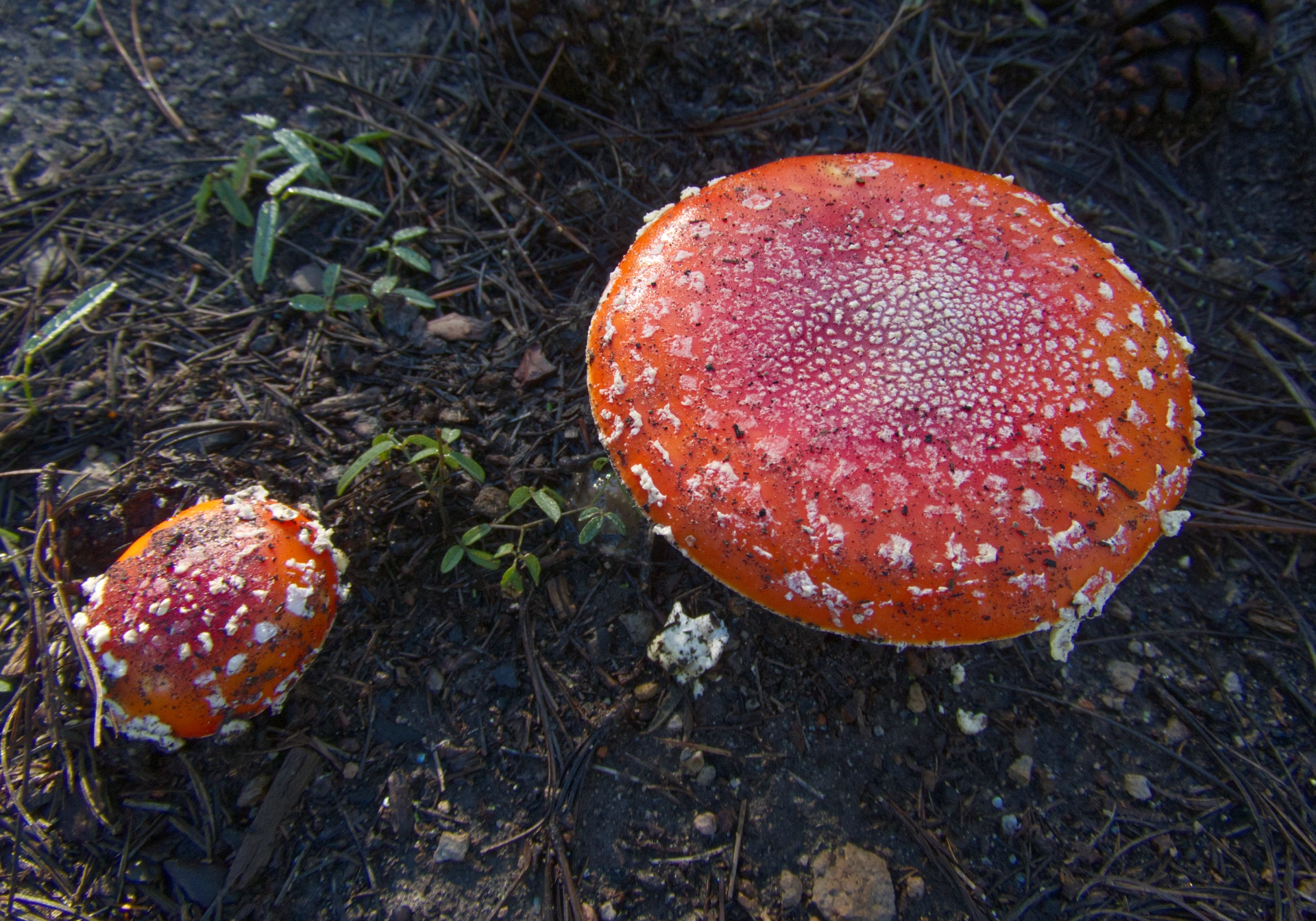 Amonita muscaria top side view