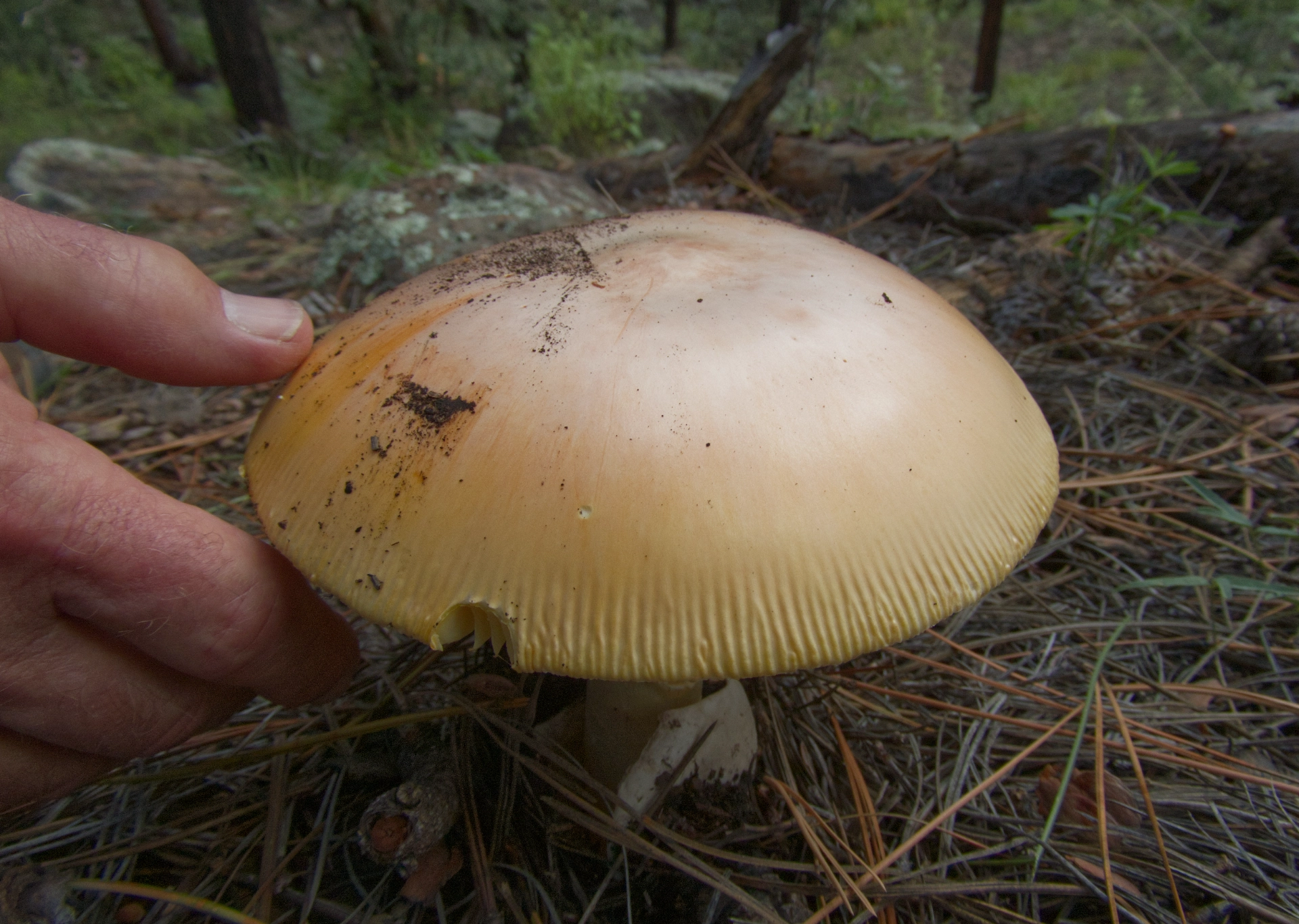 plate-sized mushroom
