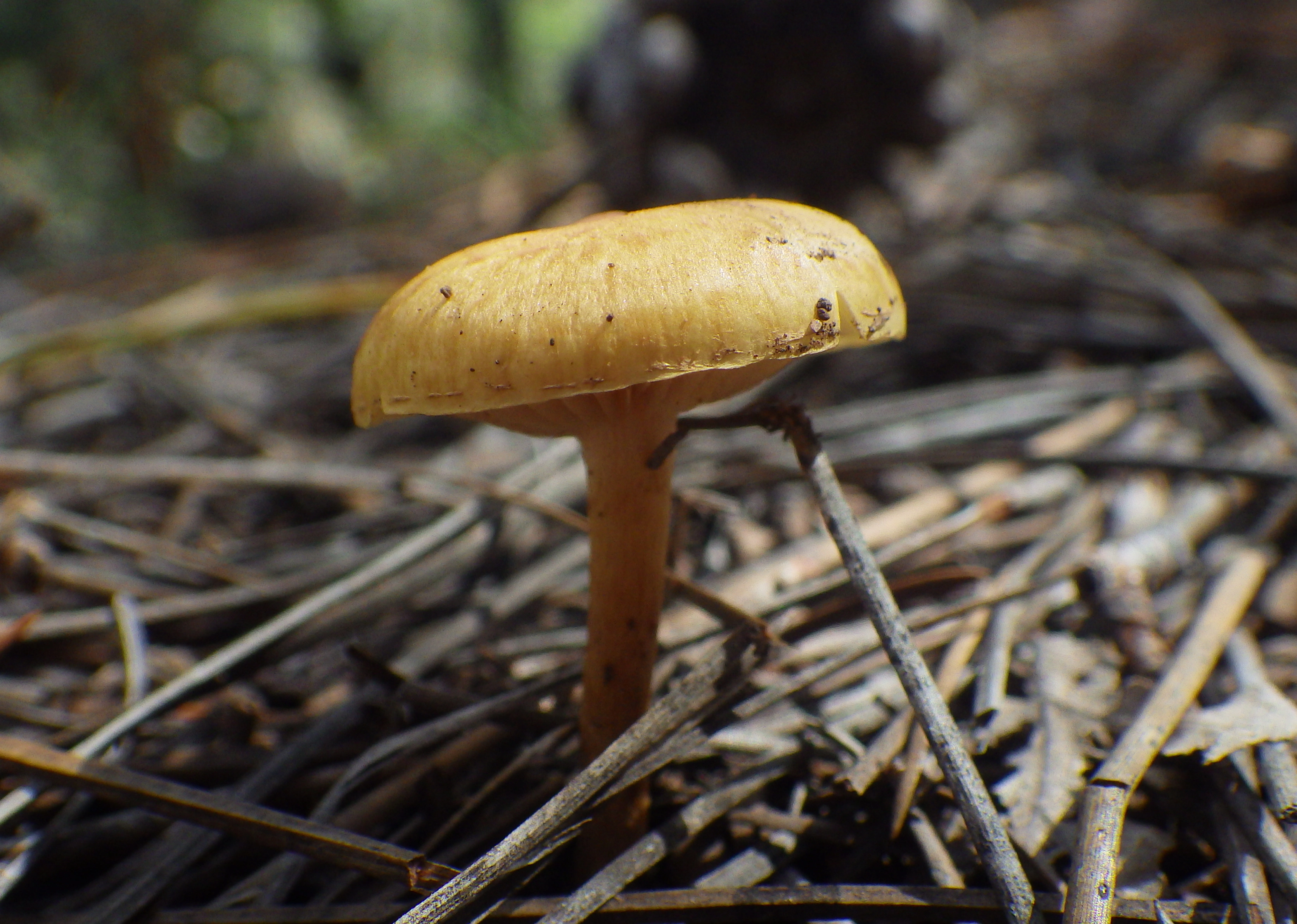unidentified mushroom sorta golden with gills