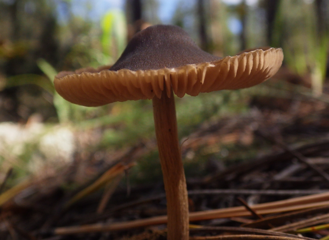 unidentified mushroom with gills and a little brown hat