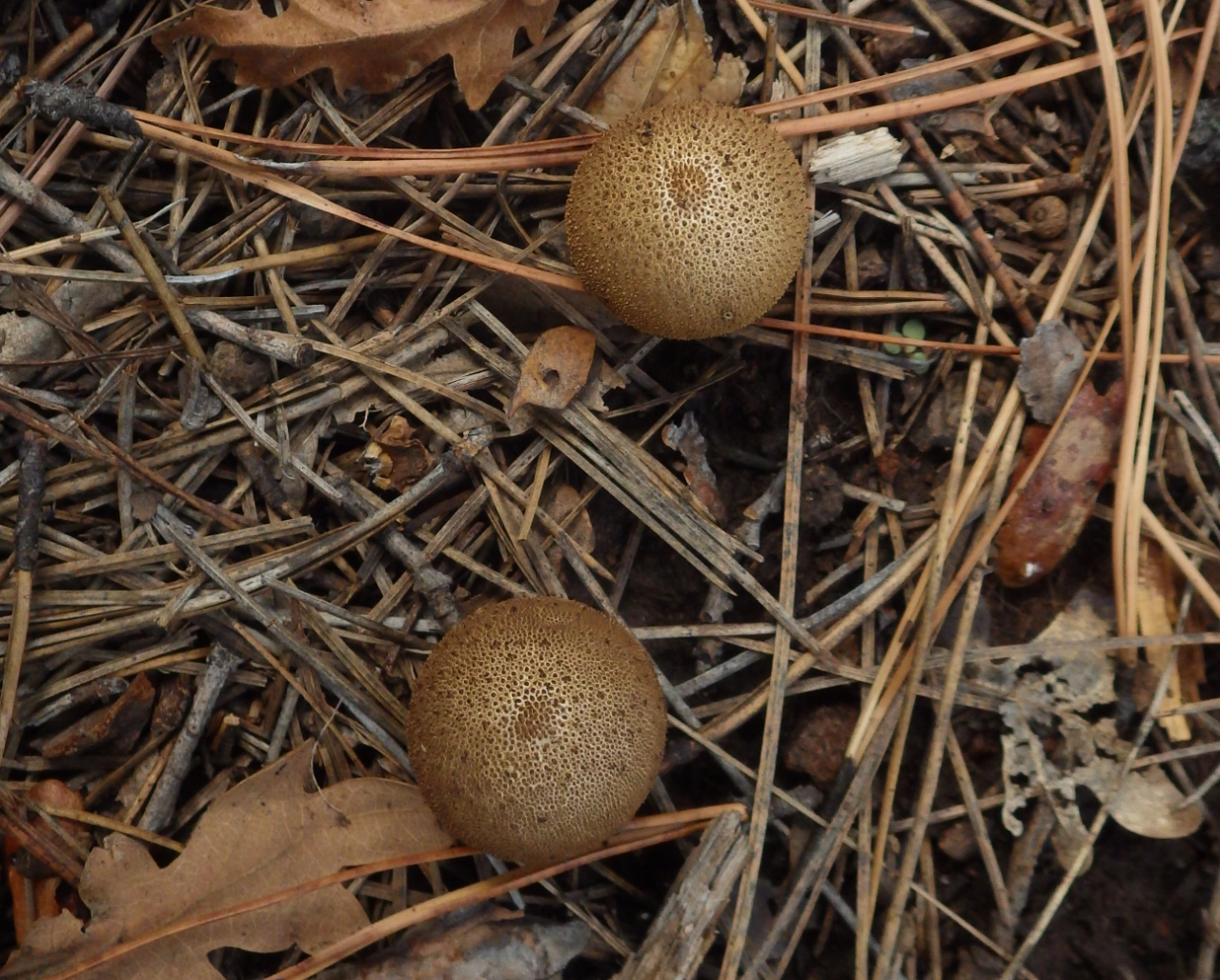 puffball mushroom brown and kinds normal looking