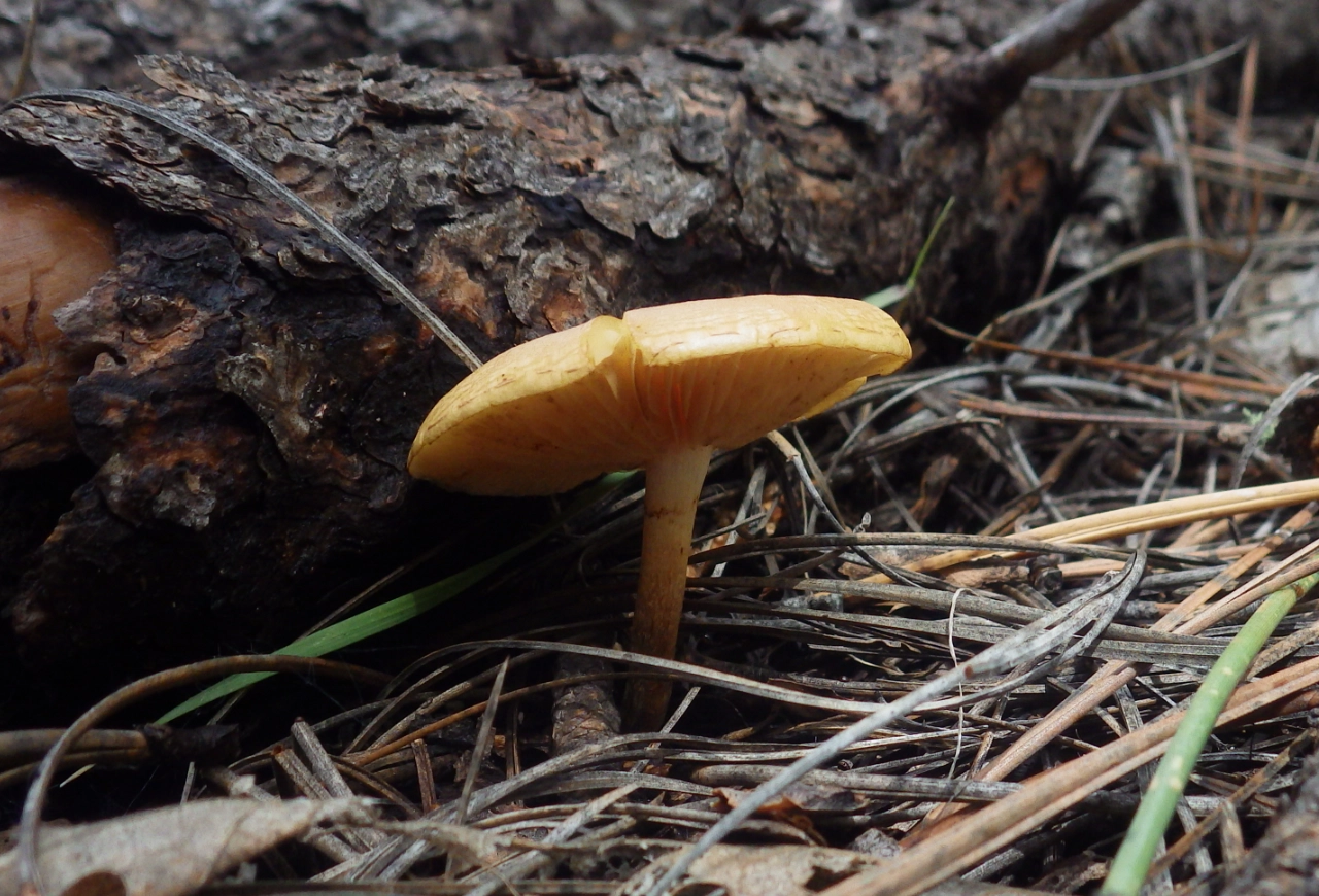 unidentified mushroom