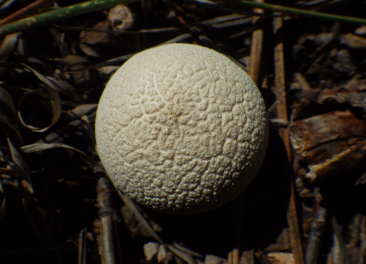puffball mushroom white with rumpled skin