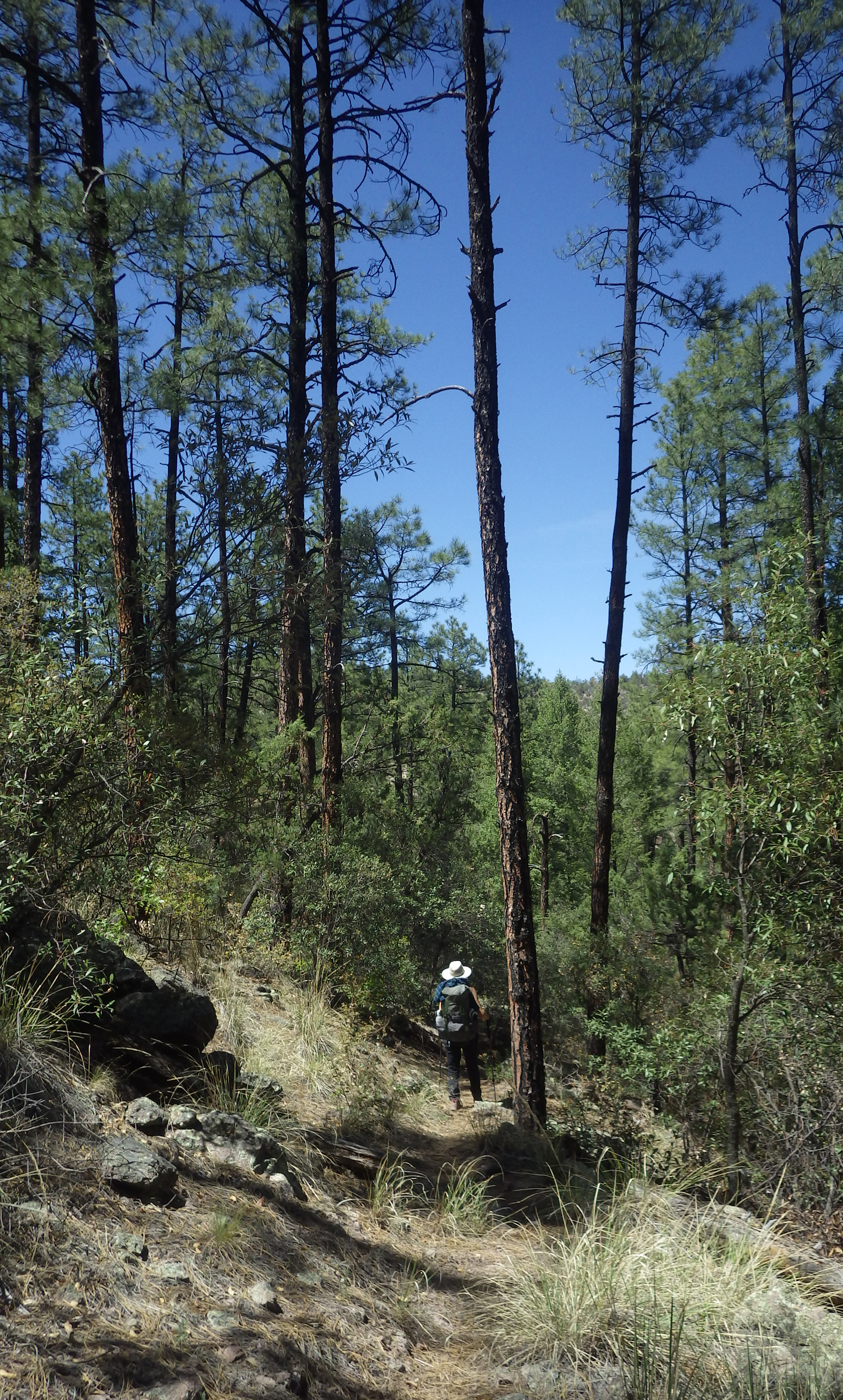 hiker descending trail in deep pine forest