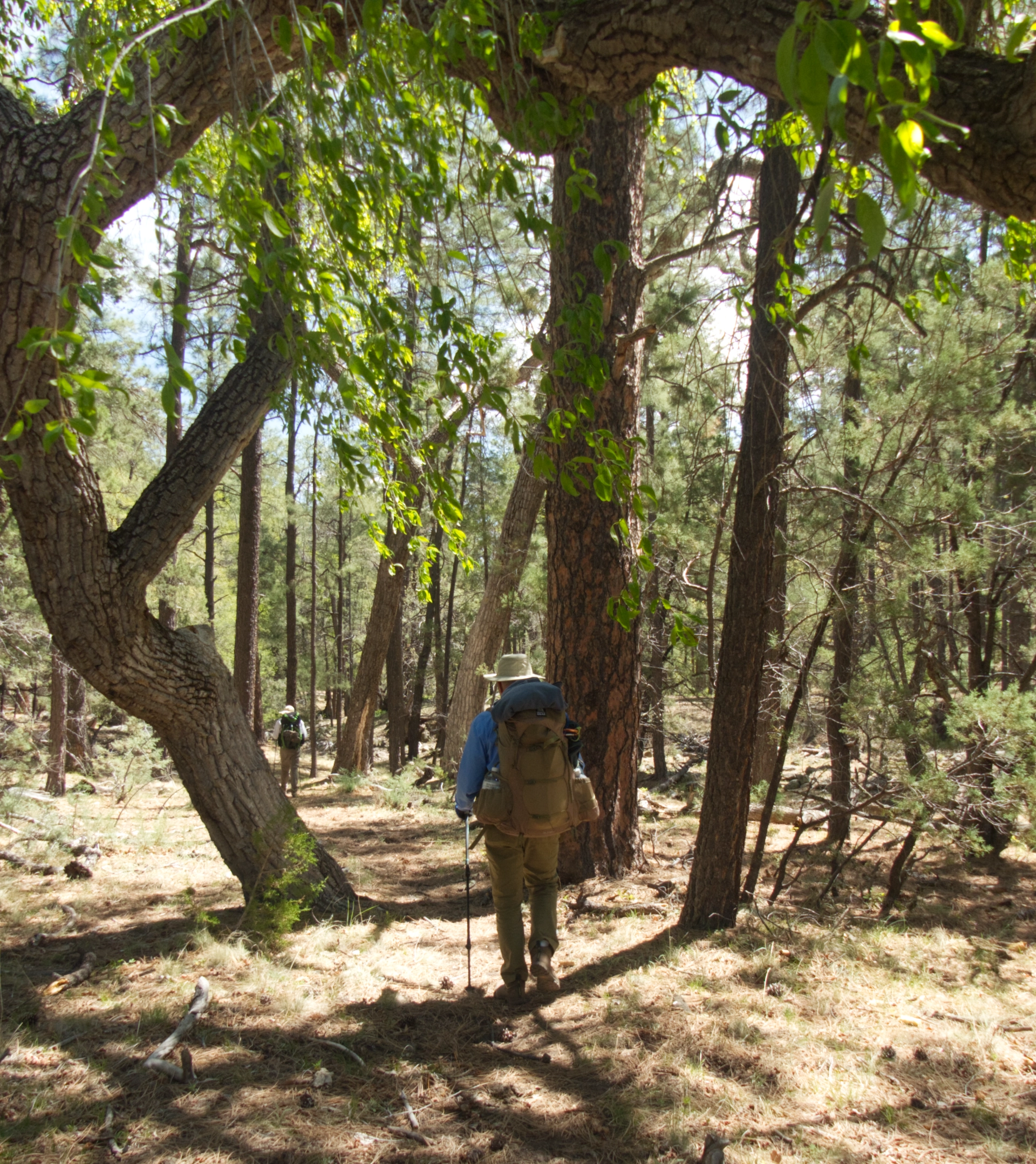 hikers in tall Ponderosa pines