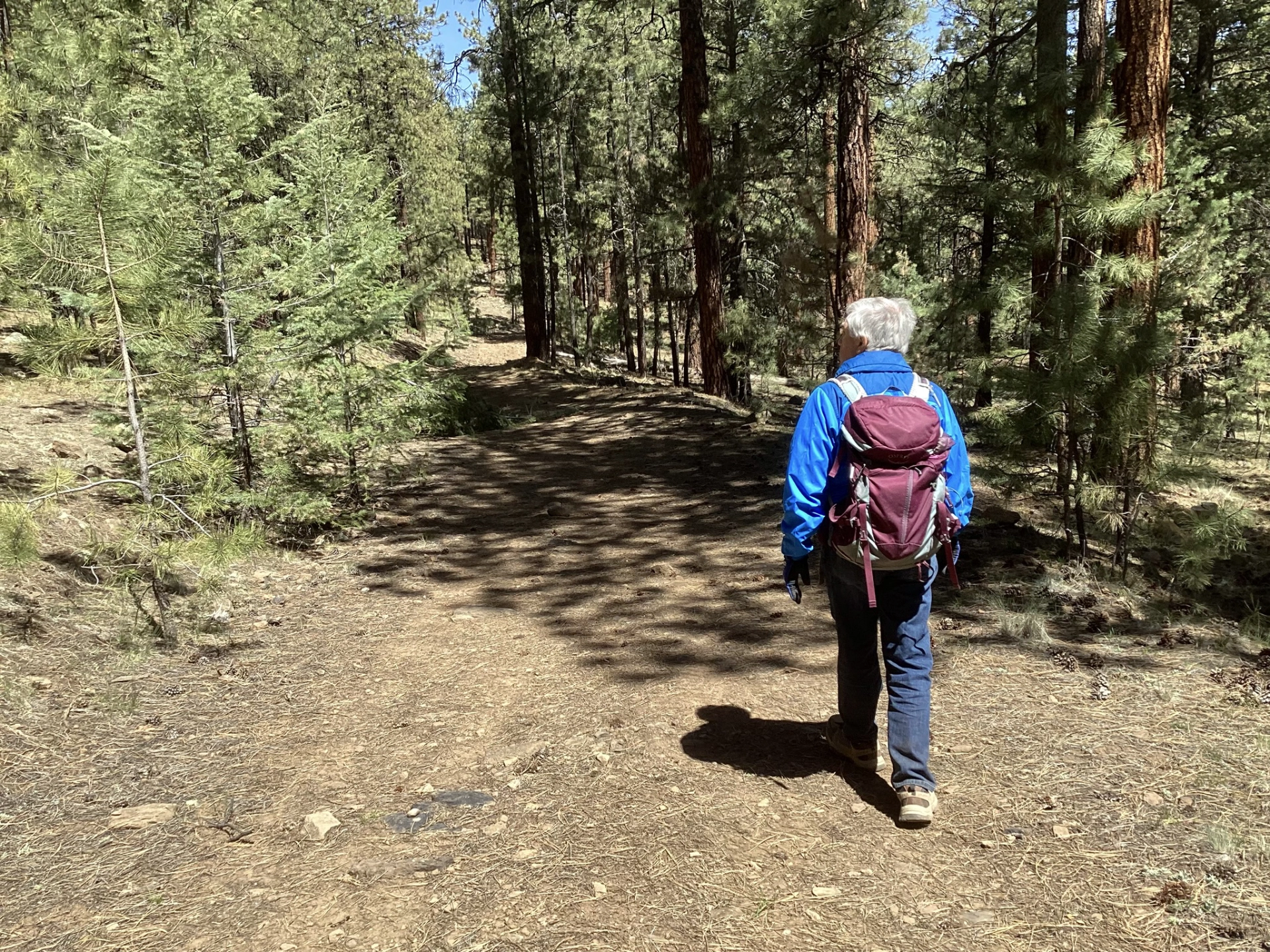 hike in a lovely pondo forest