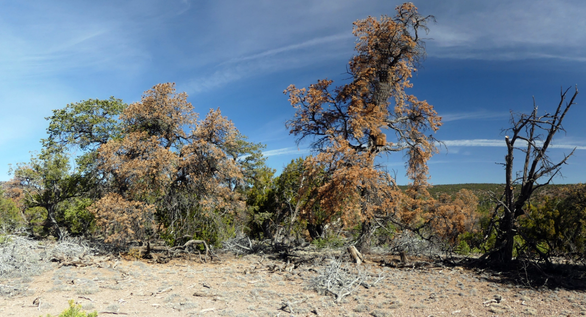 severely damaged trees at Datil Well