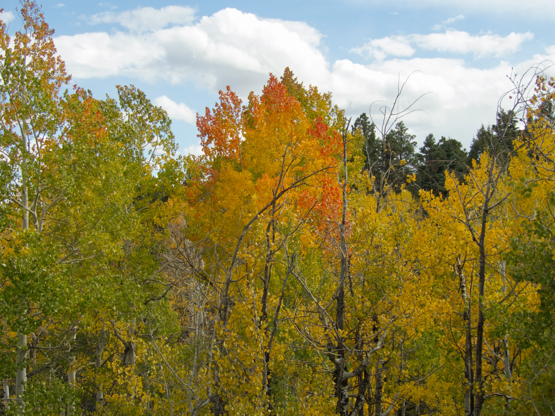 green, gold and red aspens