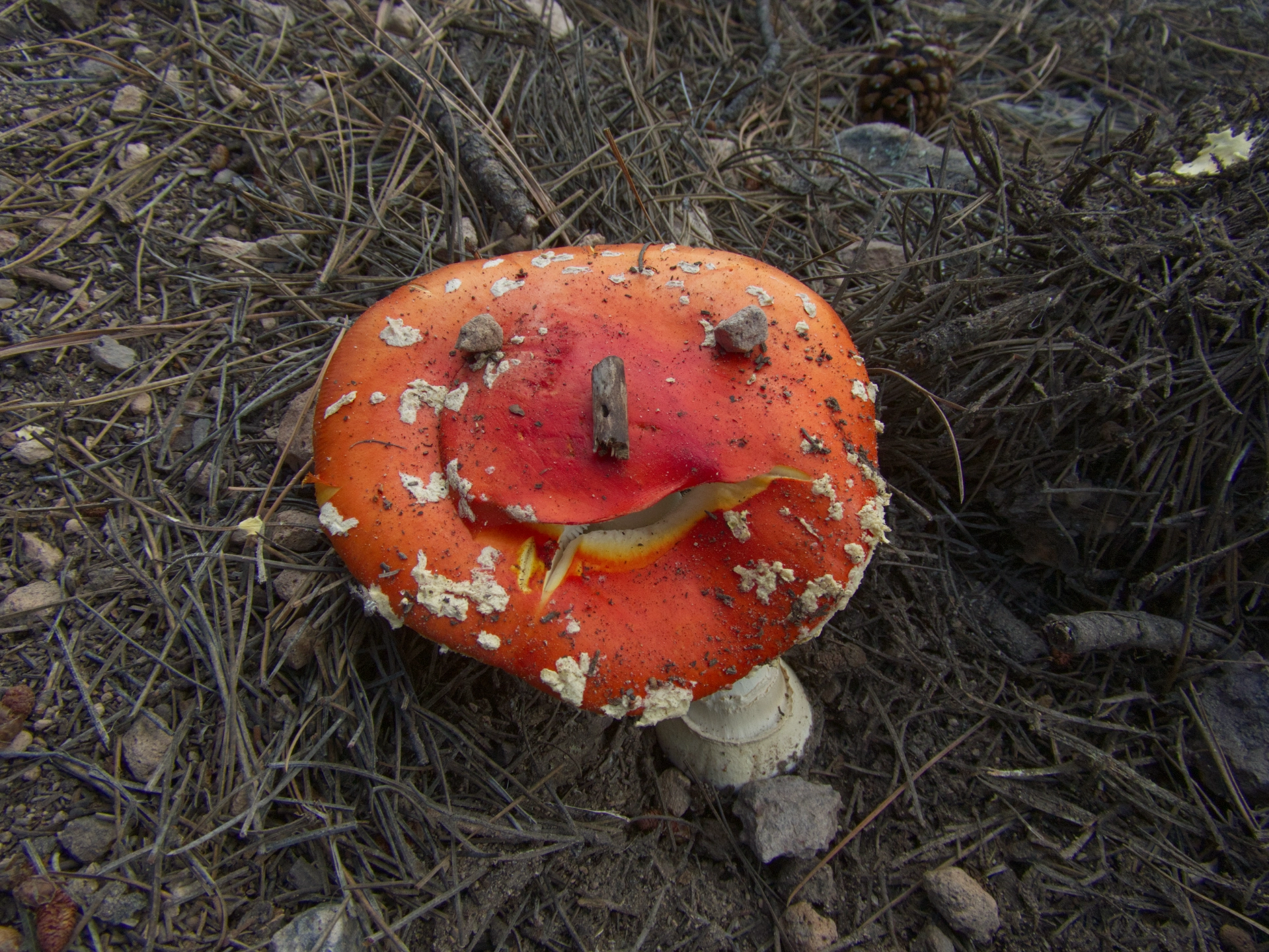 toadstool with a smiley face