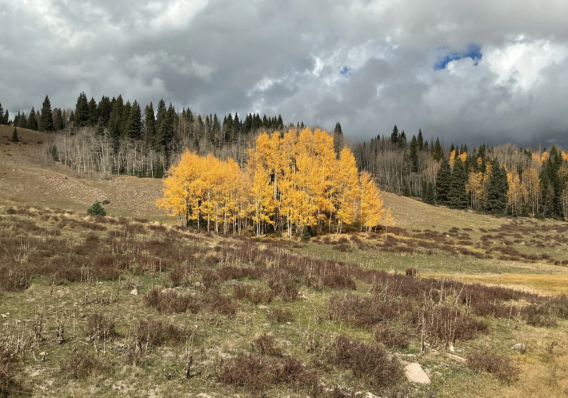 patch of brilliant golden aspens
