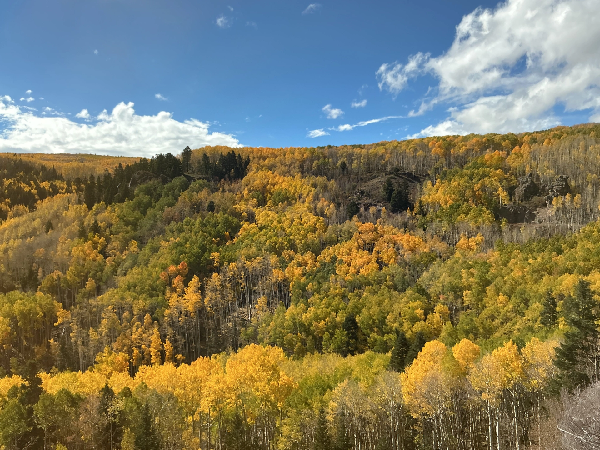 hillside glowing with fall color