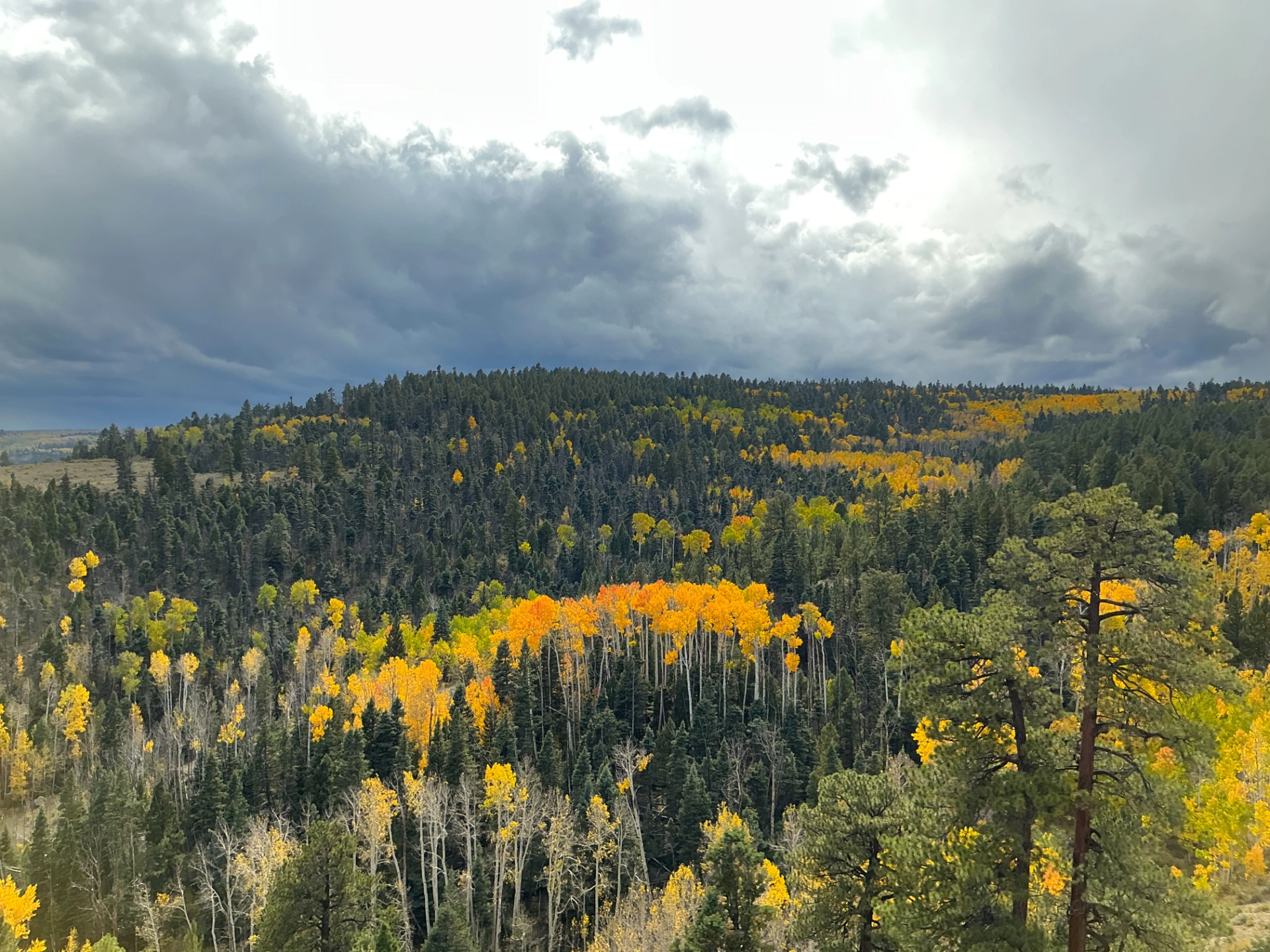 glowing patch of aspen in a dark pine forest