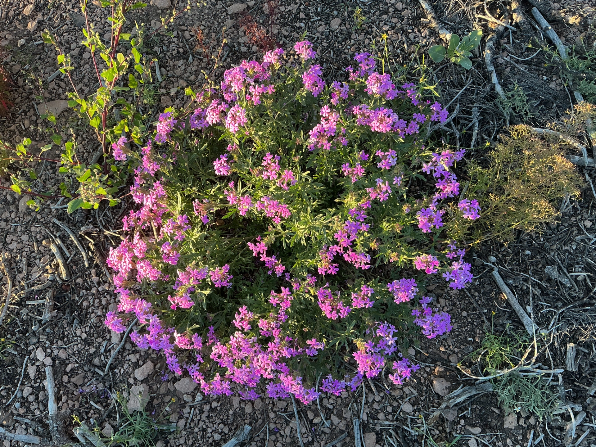 False vervain