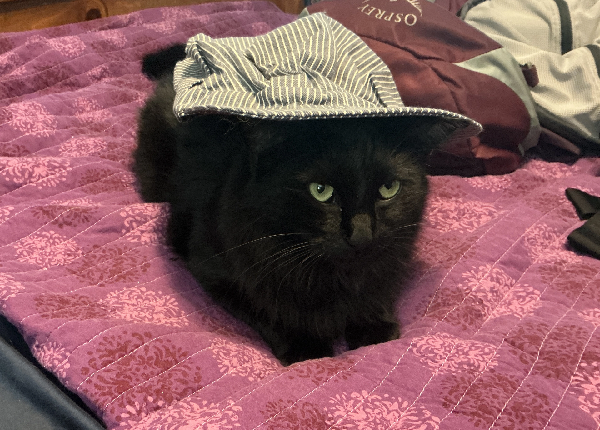 cat in a hat