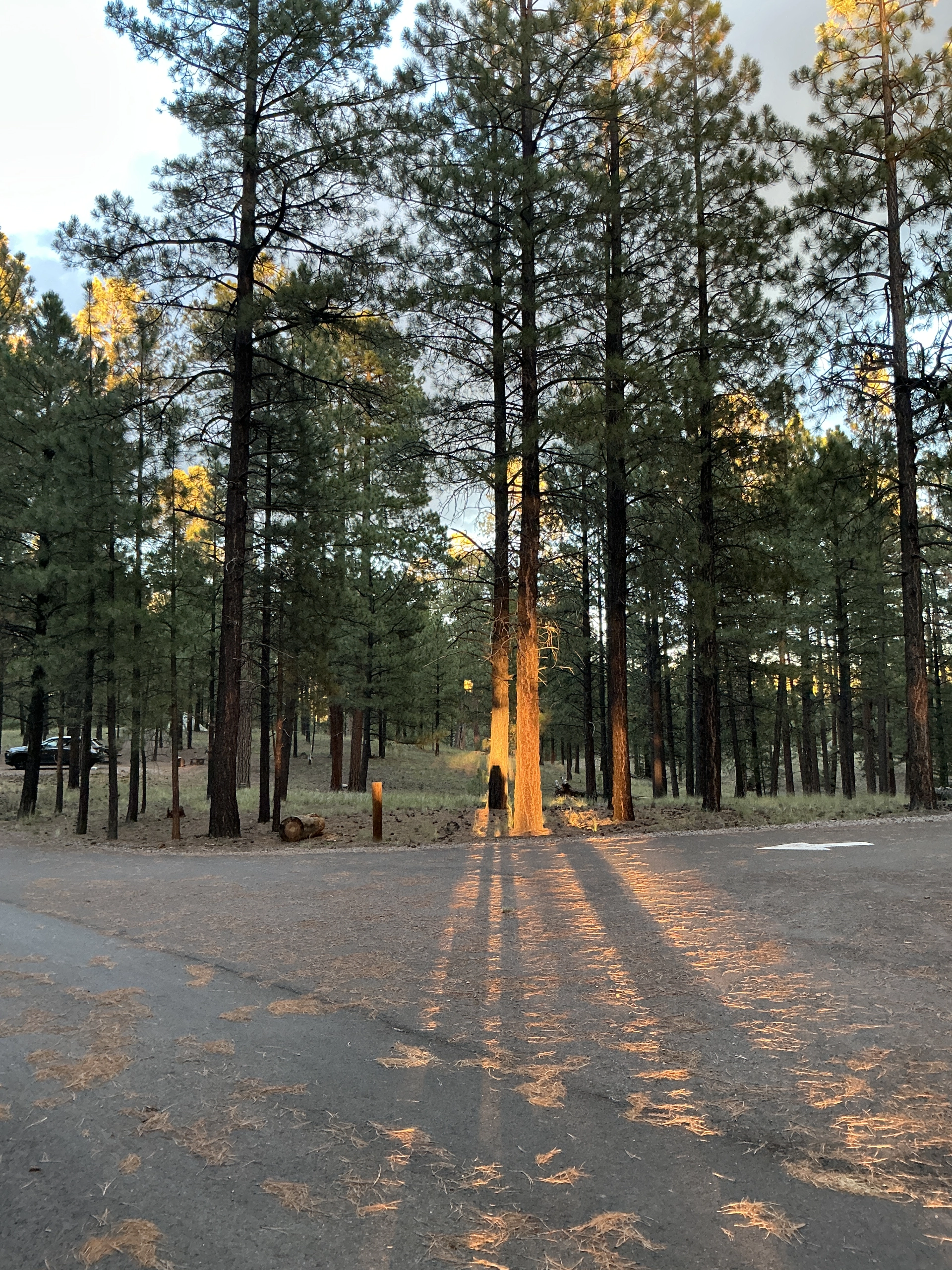 band of sunlight lighting up a pine tree