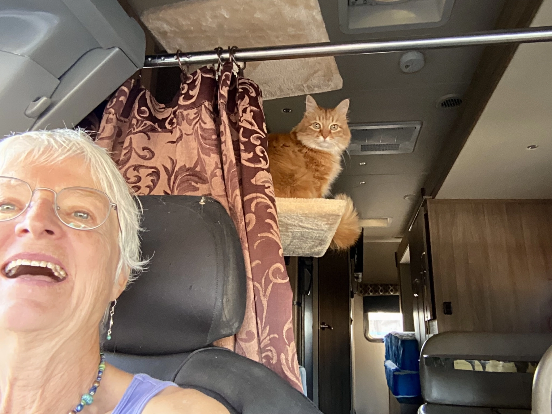 cat perched on a cat tree inside an RV