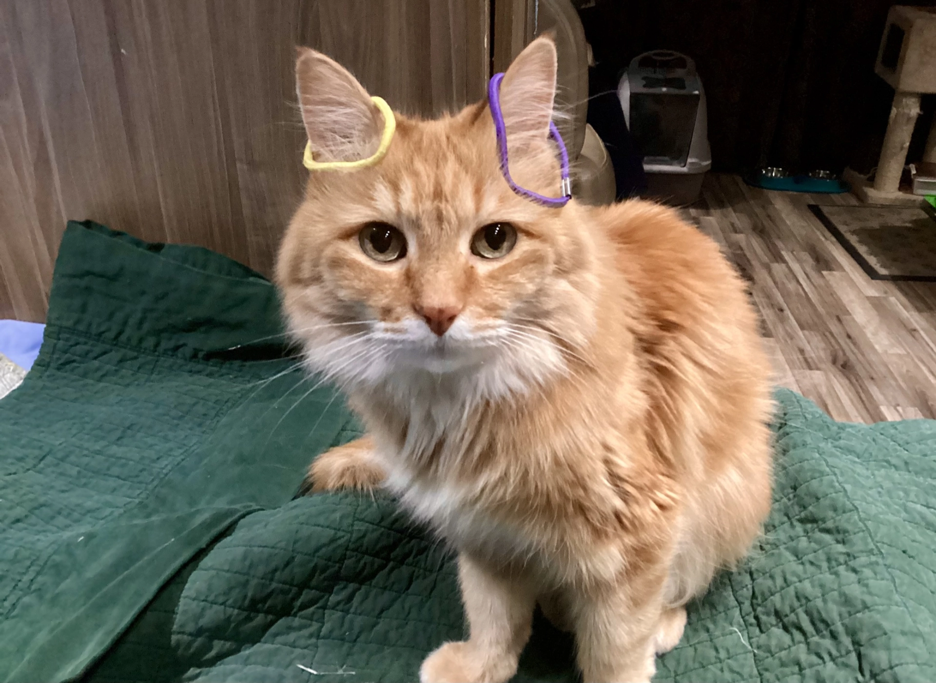 oramge cat with a hair tie on each ear