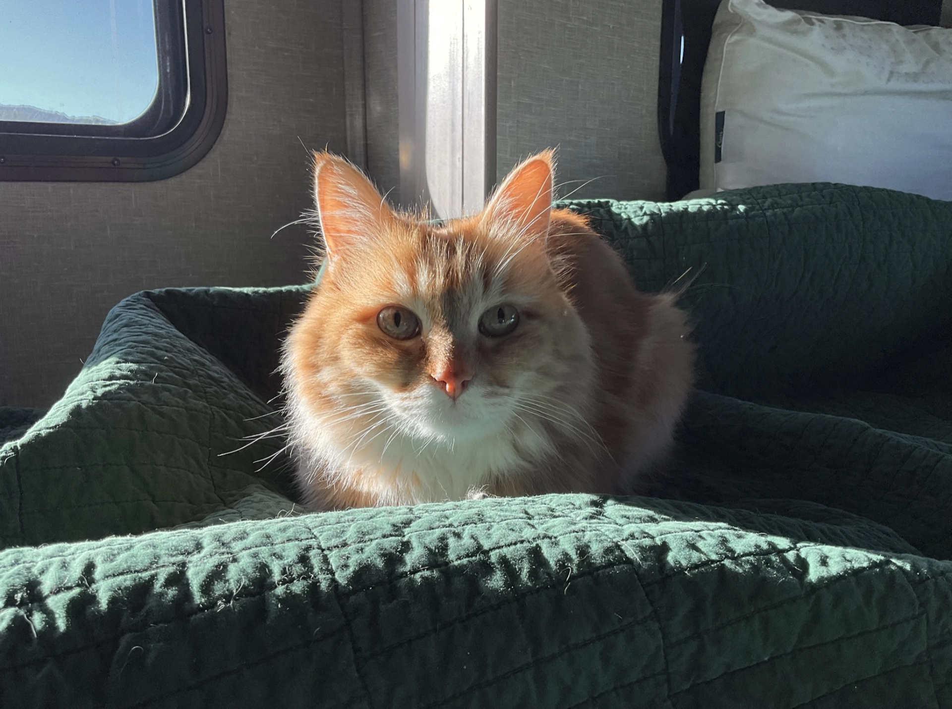 orange cat in soft light on the bed