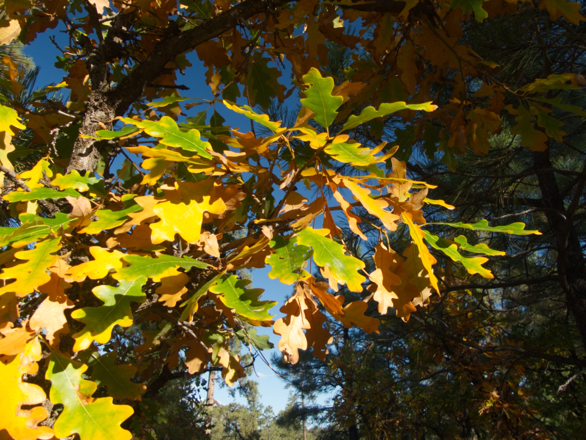 brilliant yellow and green oak leaves