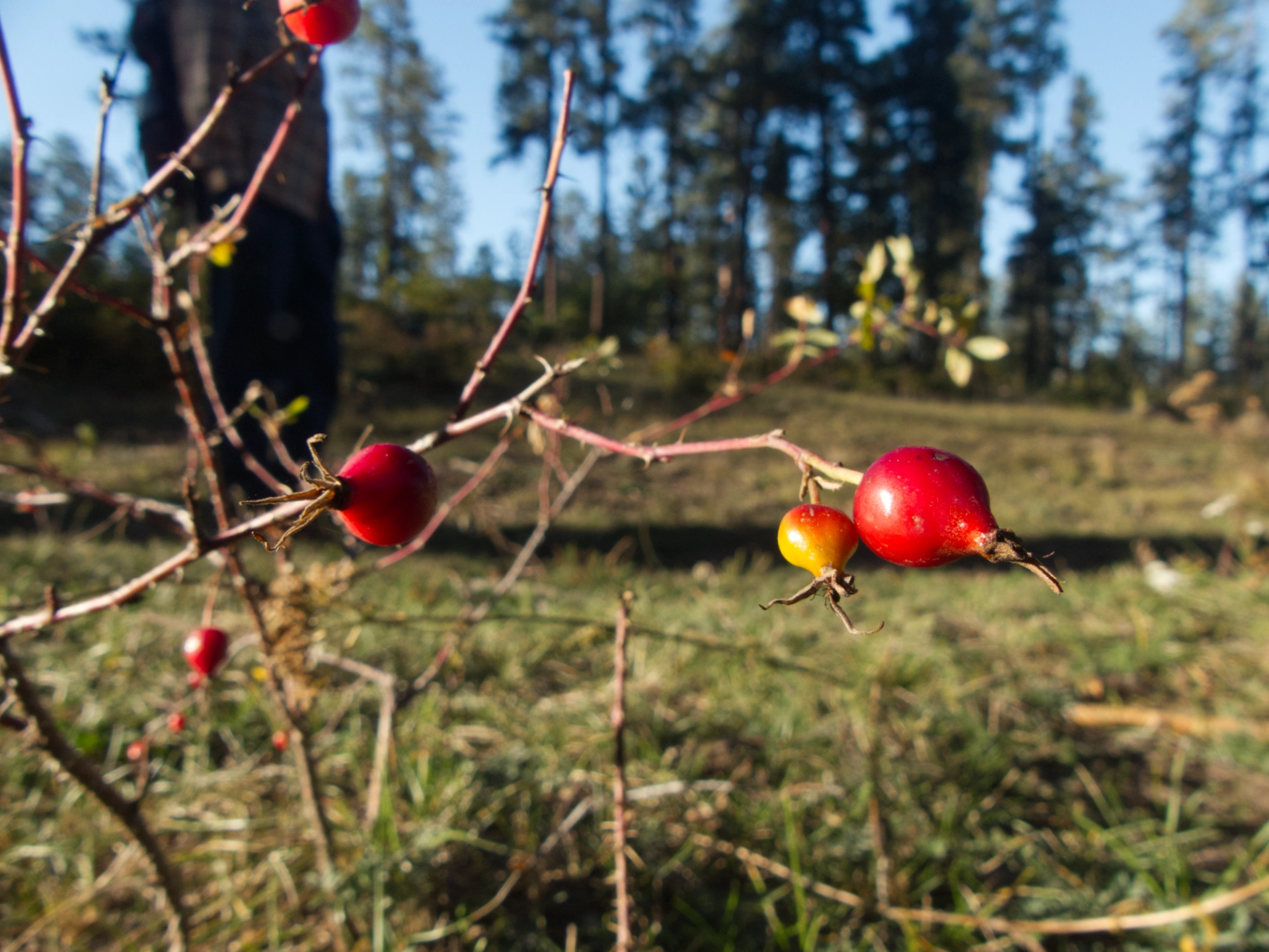 shiny red rose hips