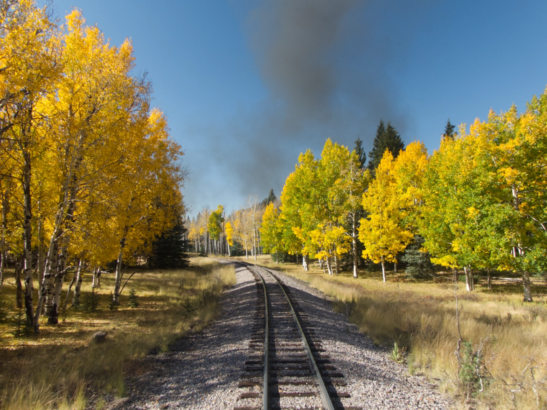 more beautiful aspens beside the track