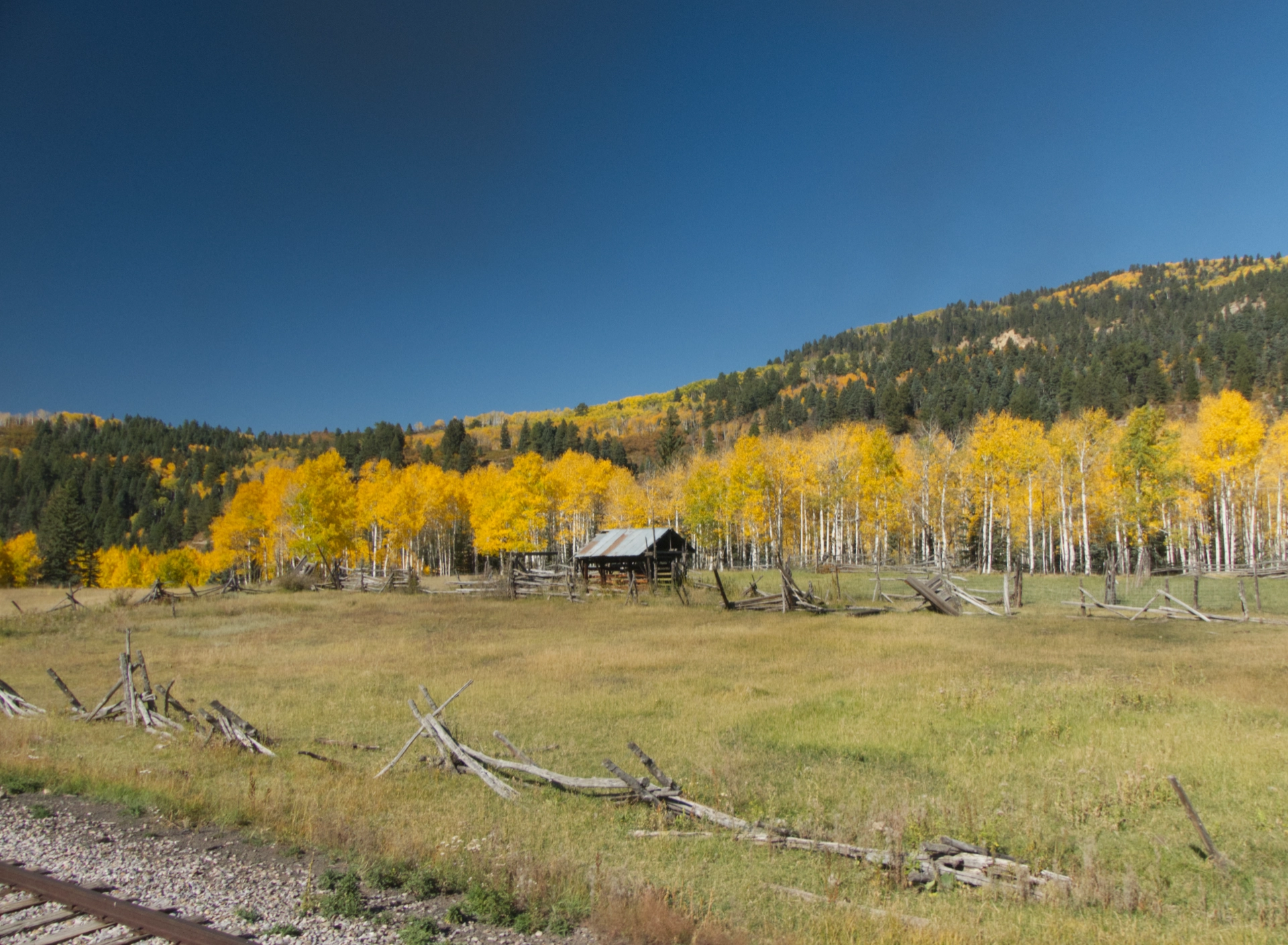 old wooden fence and log cabin in a grove of yellow aspens