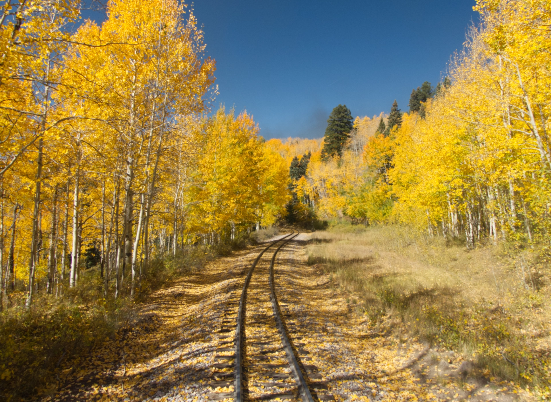 train track winding through an aspen forest