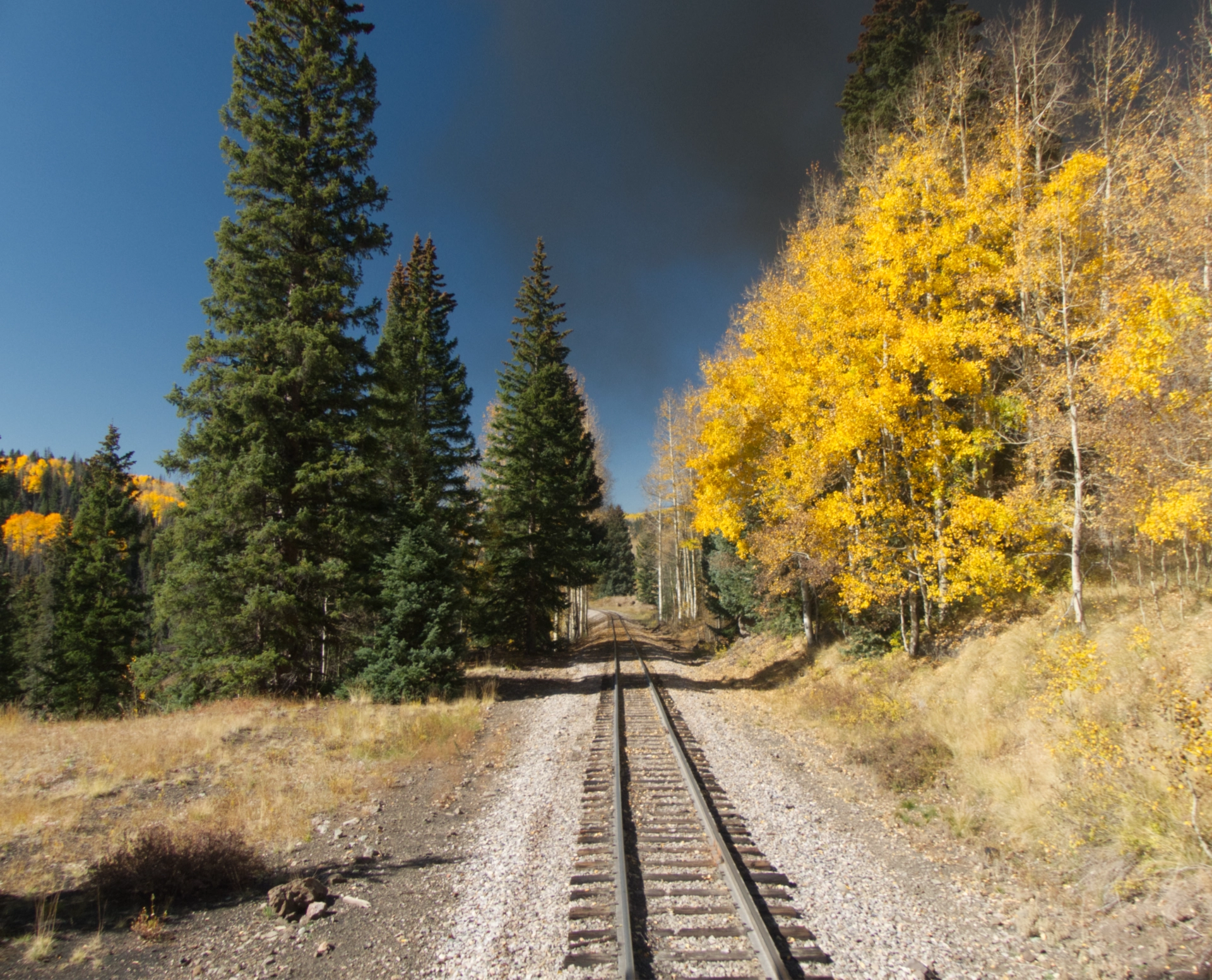 golden aspen and deep green fir trees