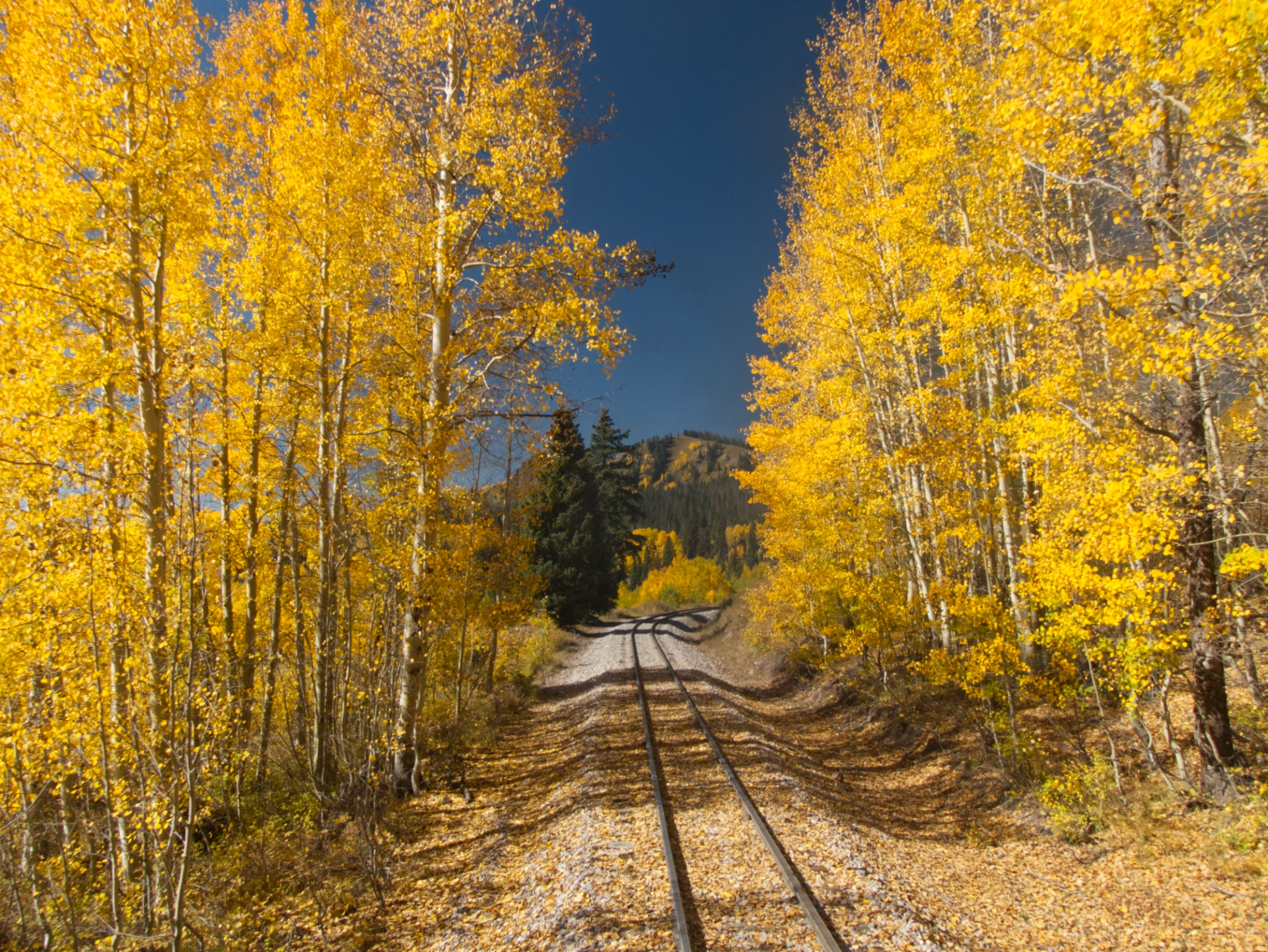 golden aspens and blue sky