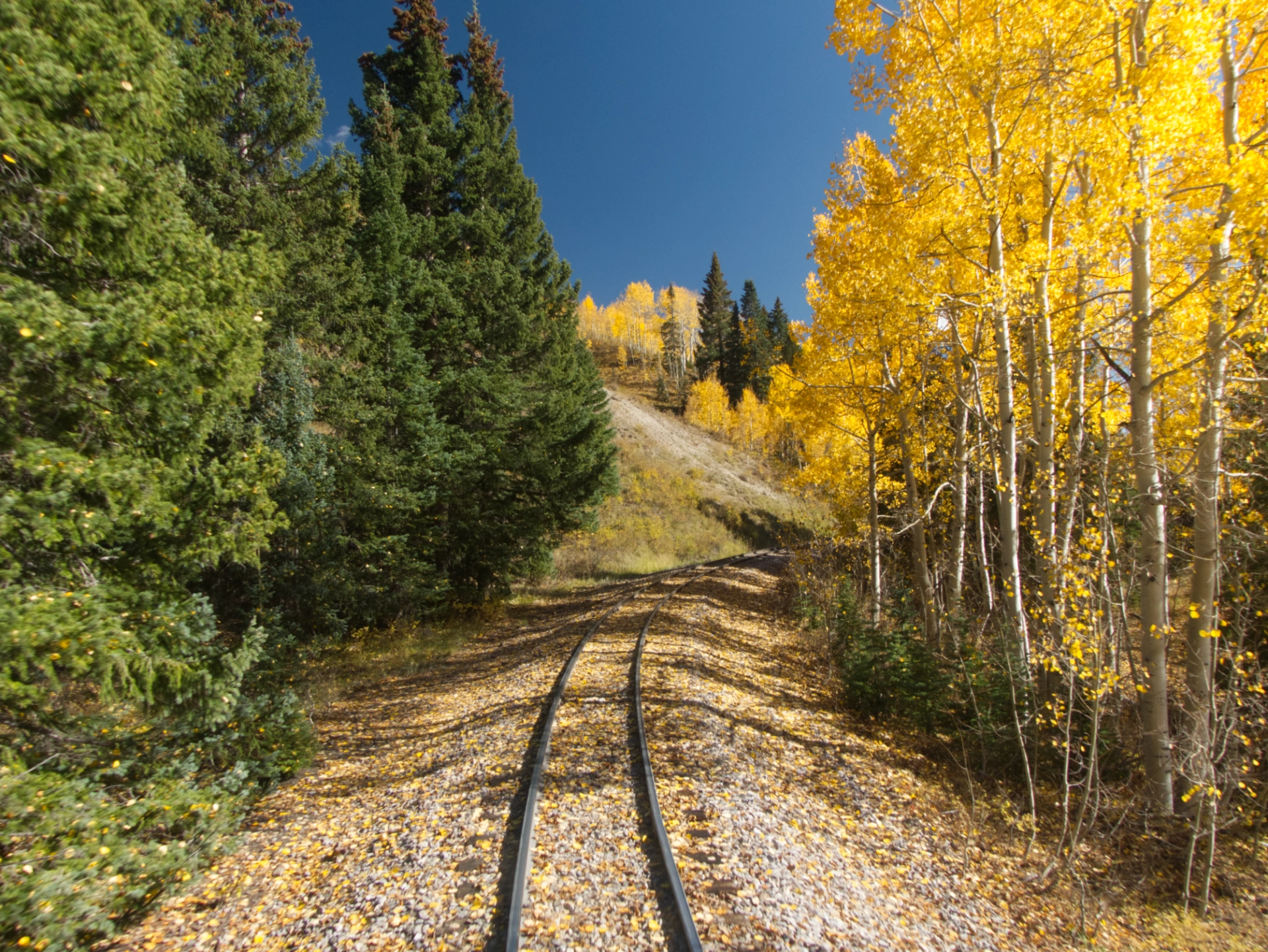 yellow aspens, green fir trees, blue sky