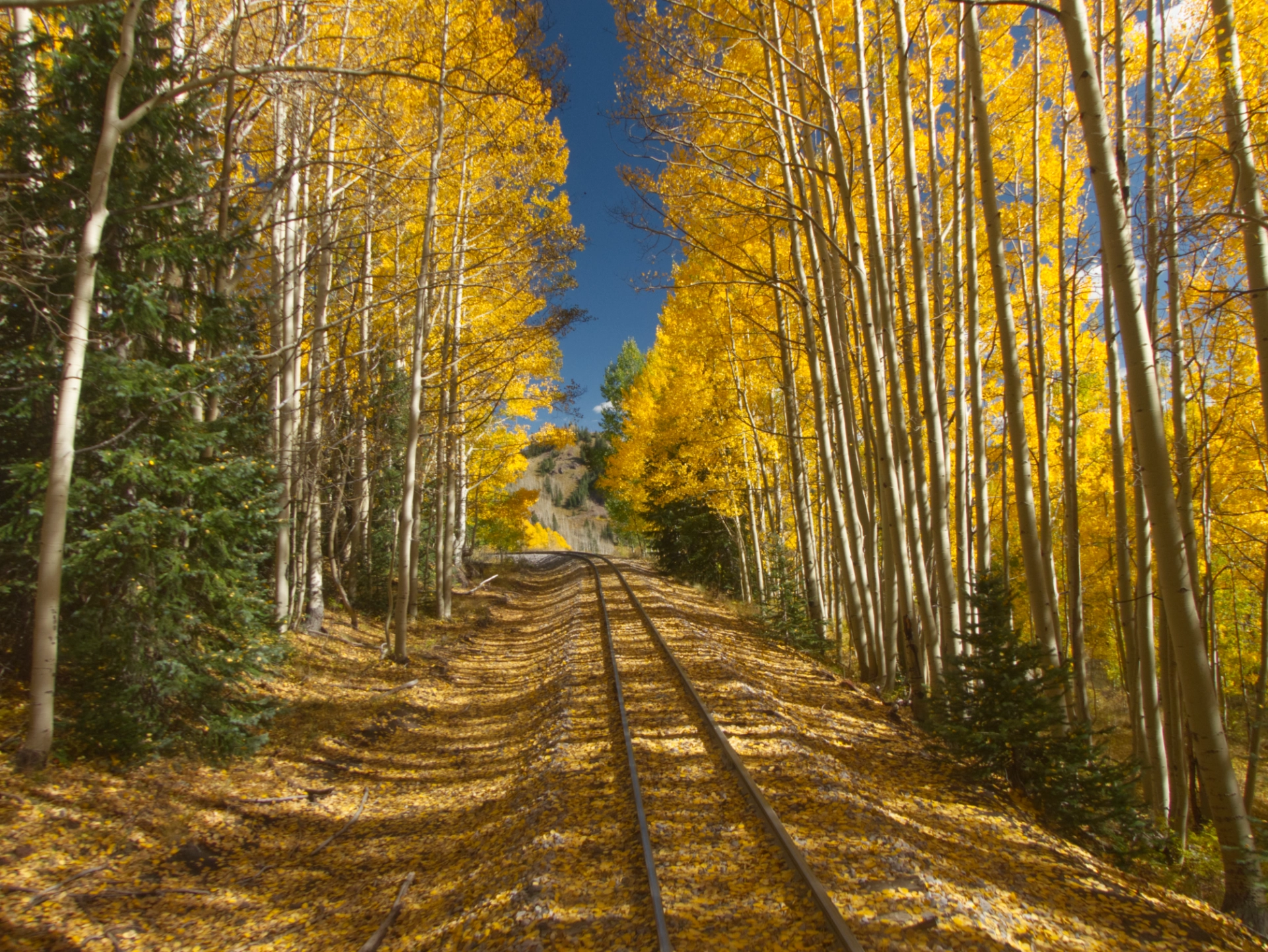 track covered in aspen leaves