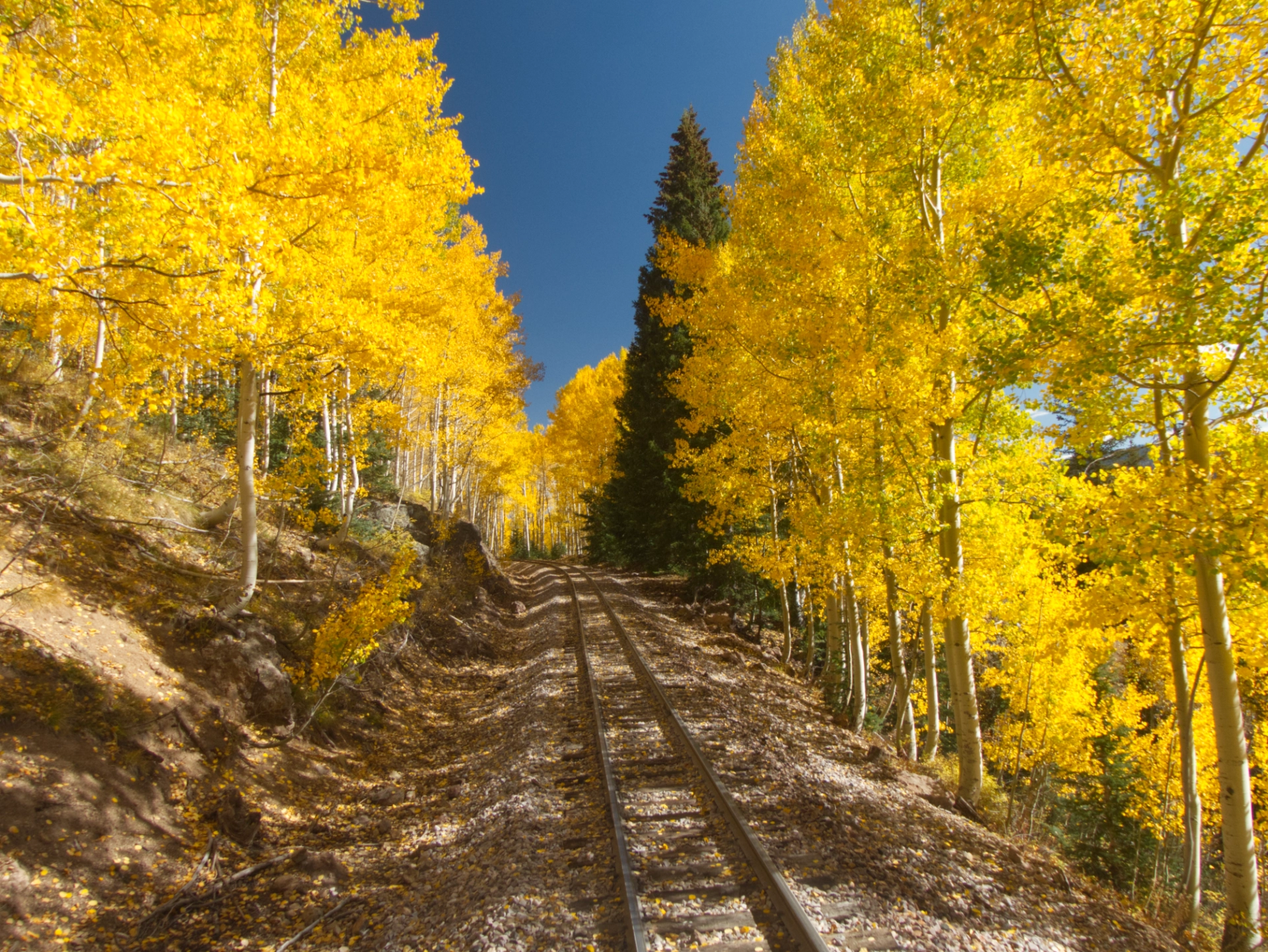 golden aspens lining the track