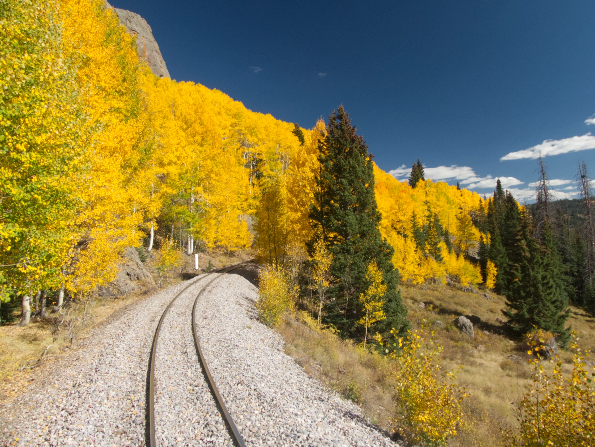 aspens so bright they hurt your eyes