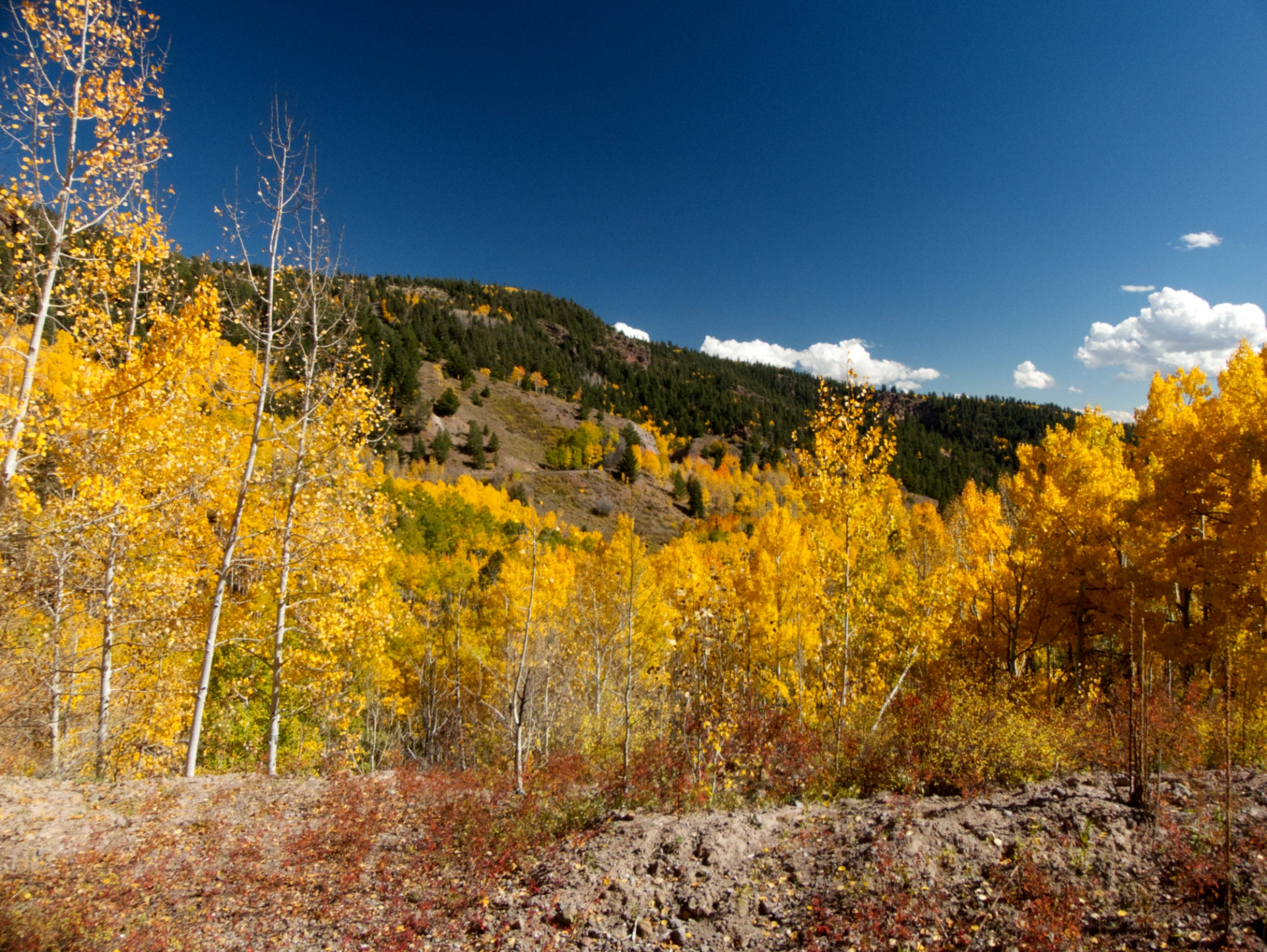 golden aspens