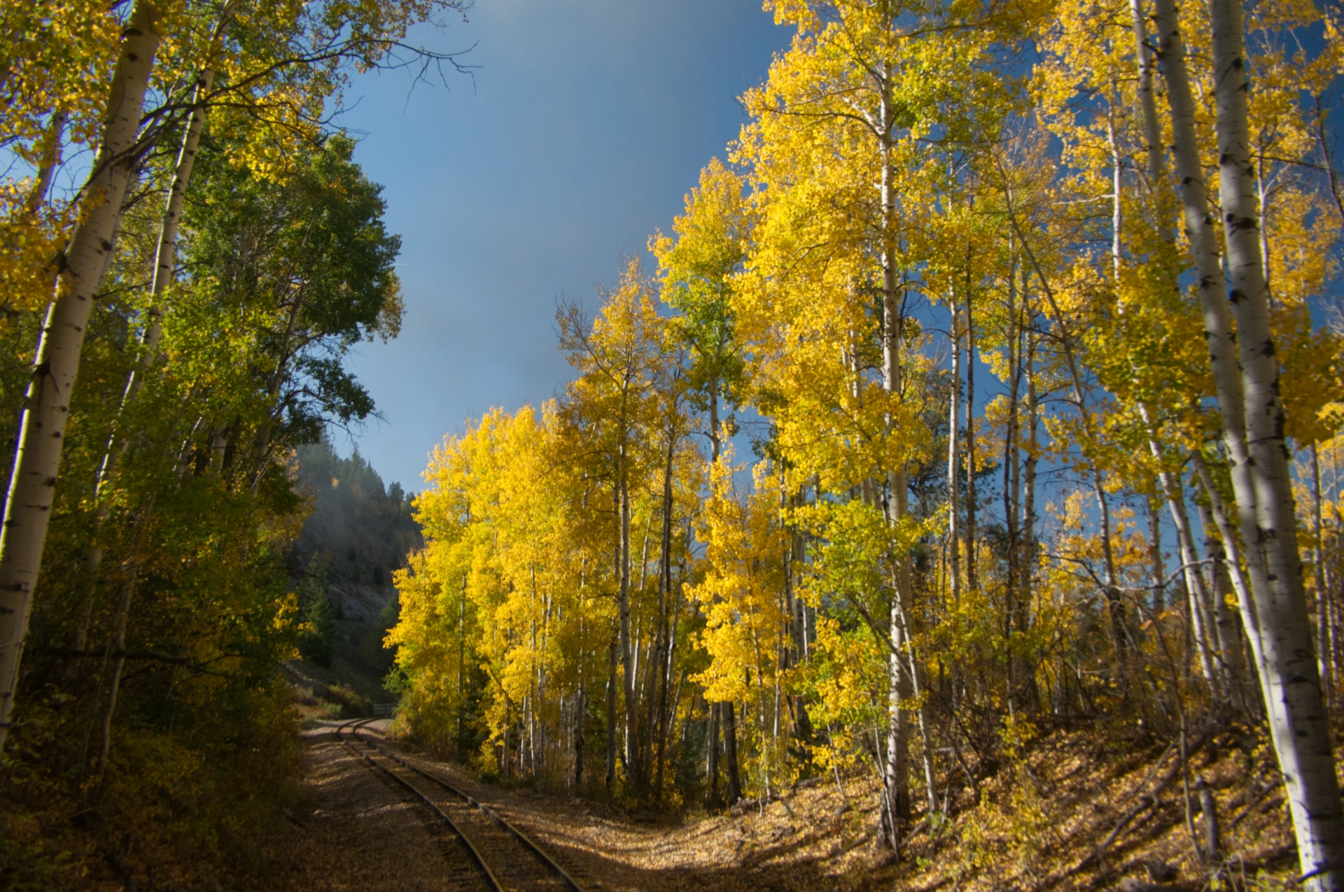 glowing yellow aspens