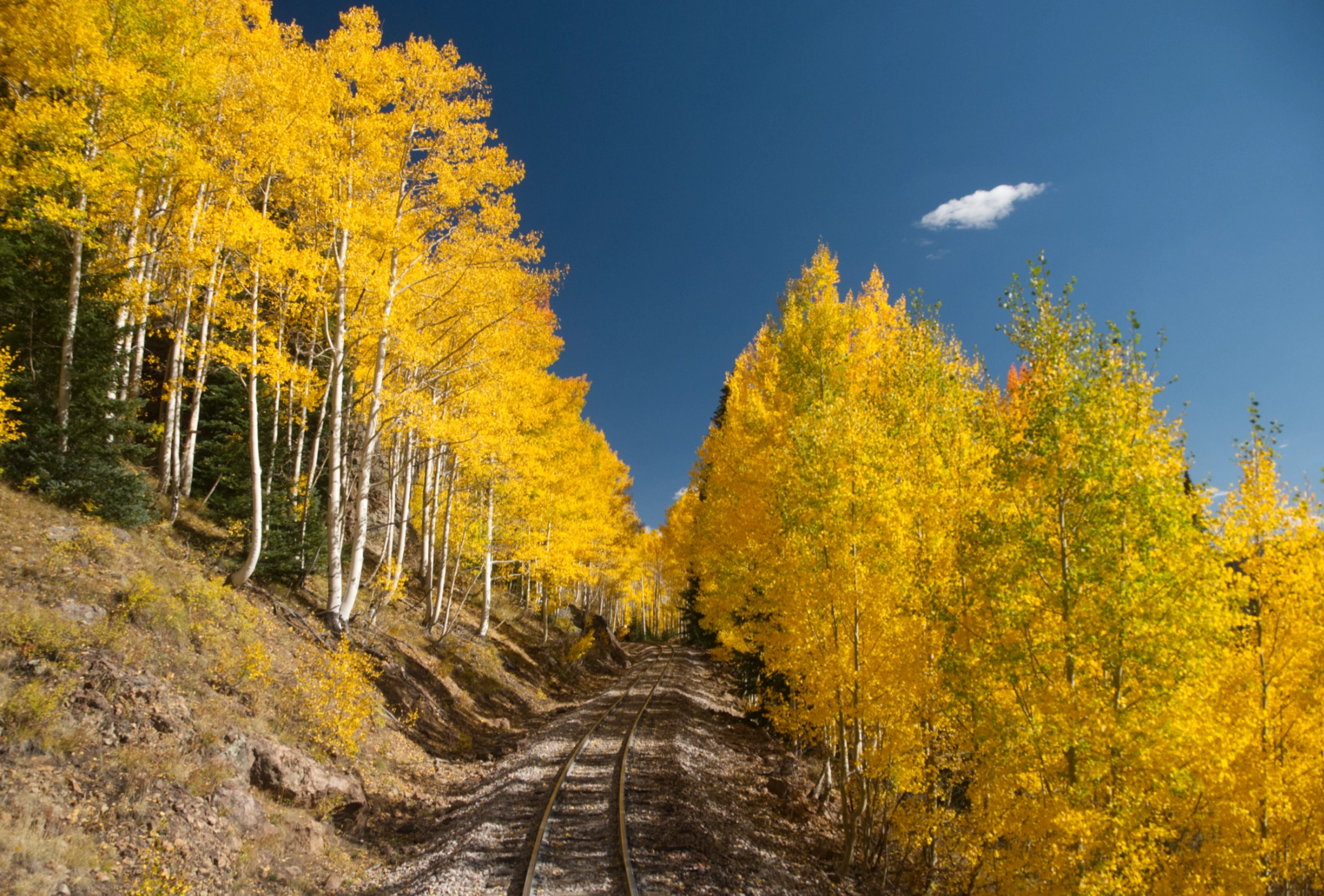 glowing aspens