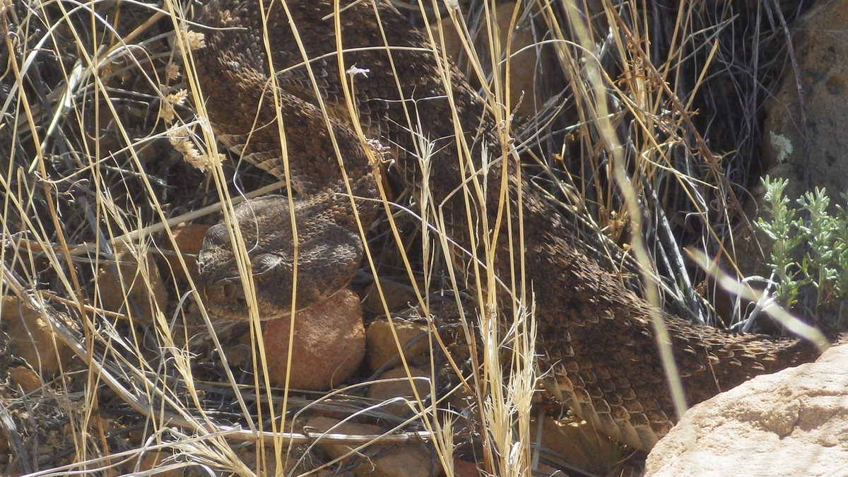 rattlesnake