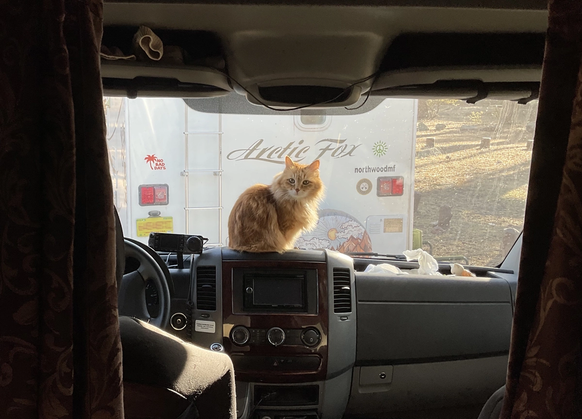 red cat