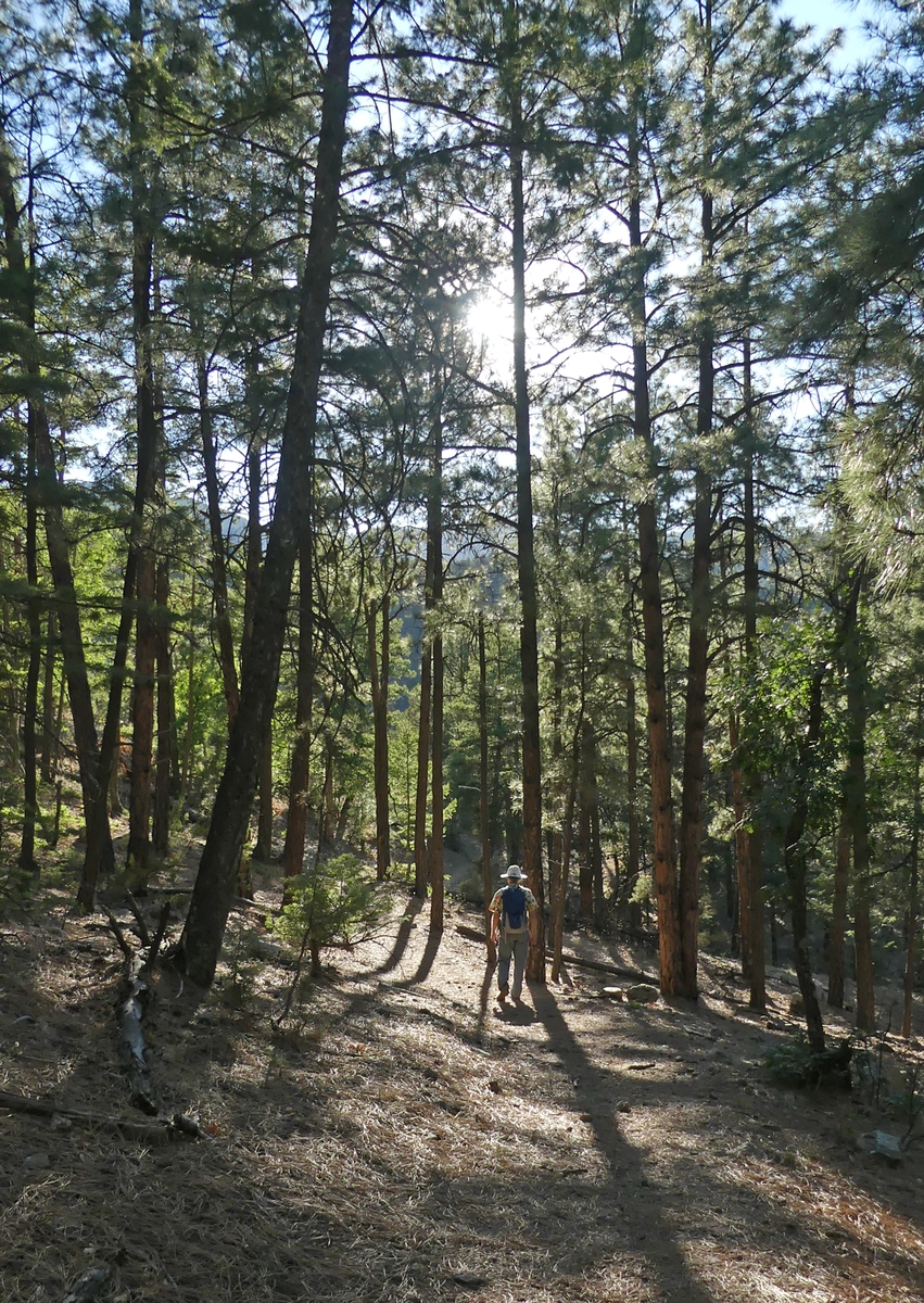 Mesa Trail